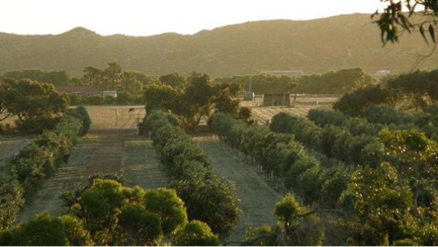 Bentwood Olive Grove Accommodation
