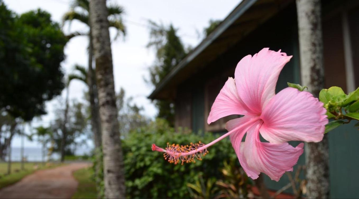 Backpackers Vacation Inn and Plantation Village