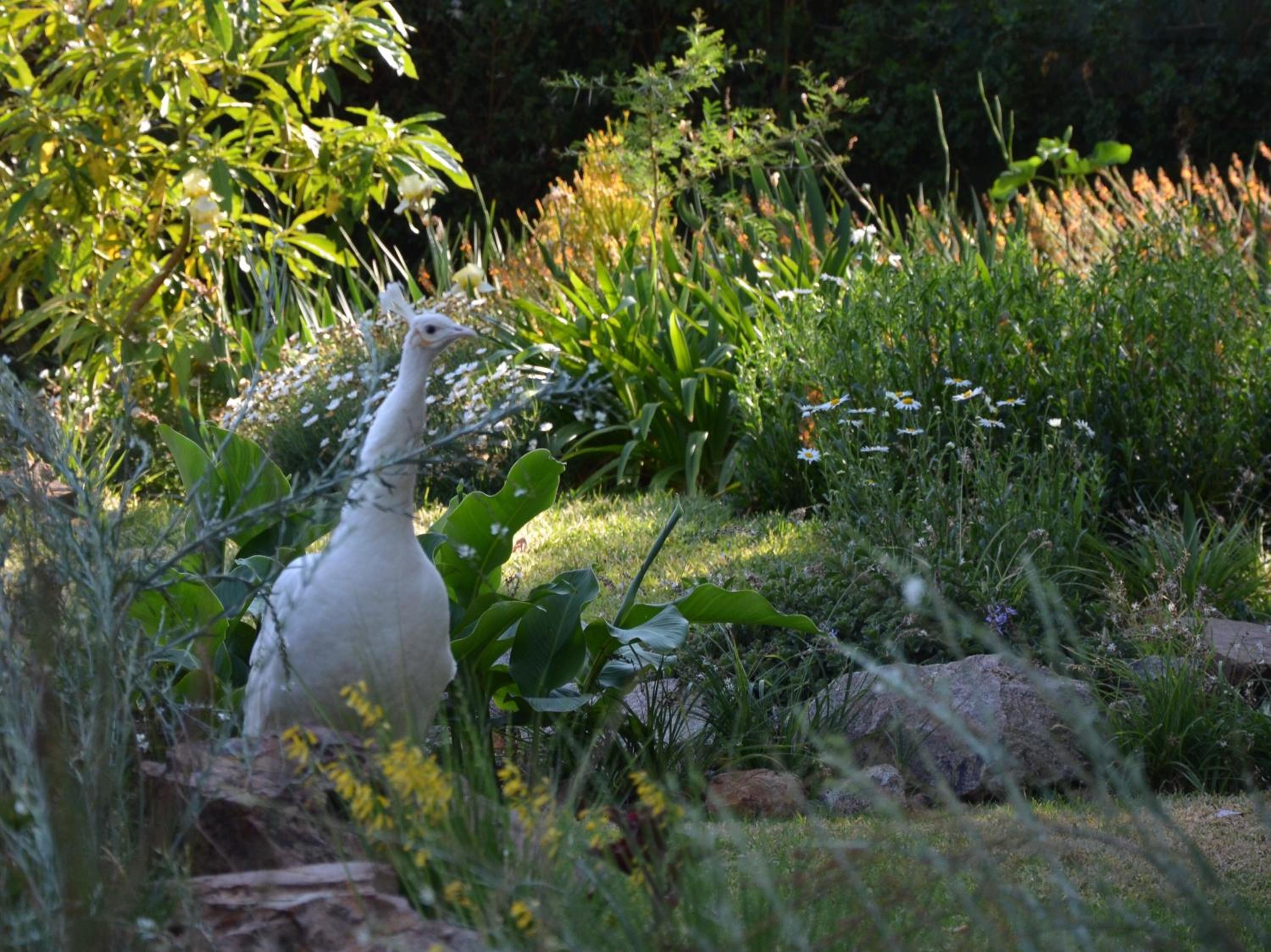 Shepherd's Corner Guest House - Tranquil Boutique Stay in Bryanston