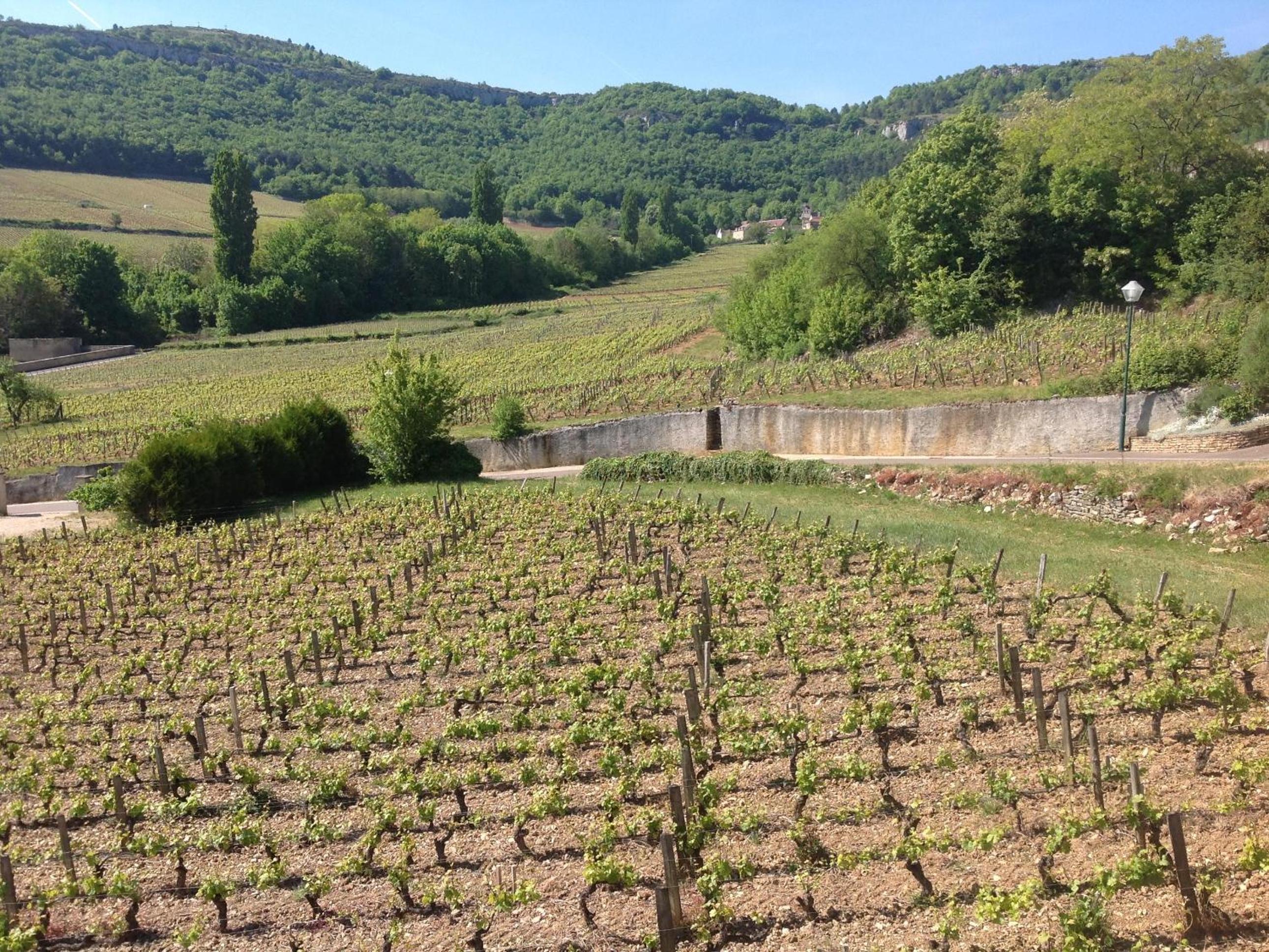 Au Pied des Vignes