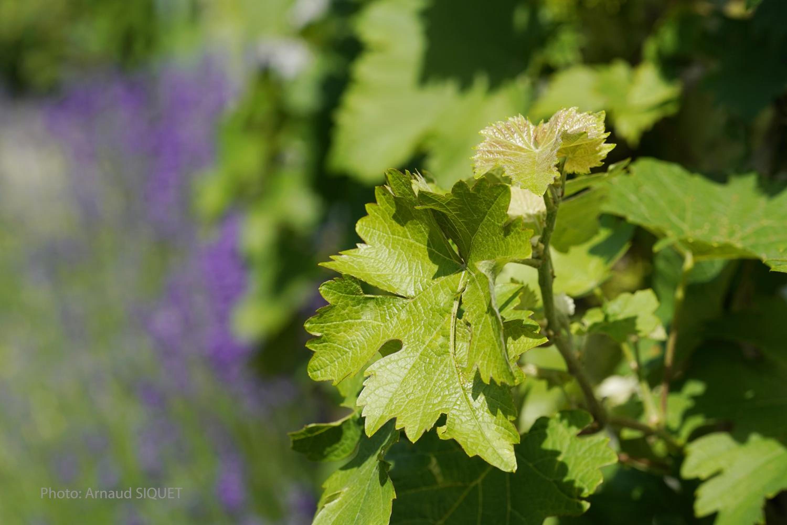 Le jardin des Biches