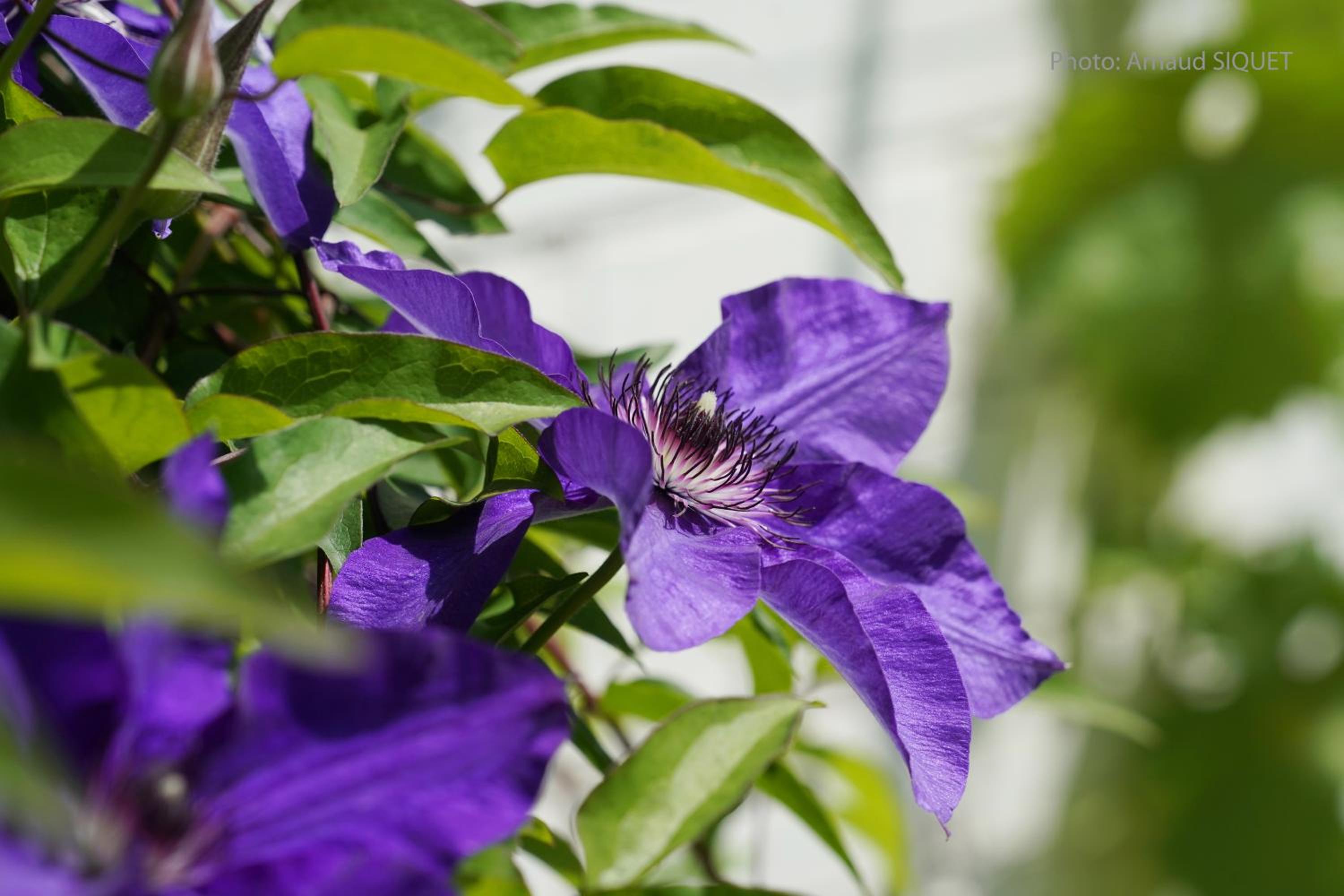 Le jardin des Biches