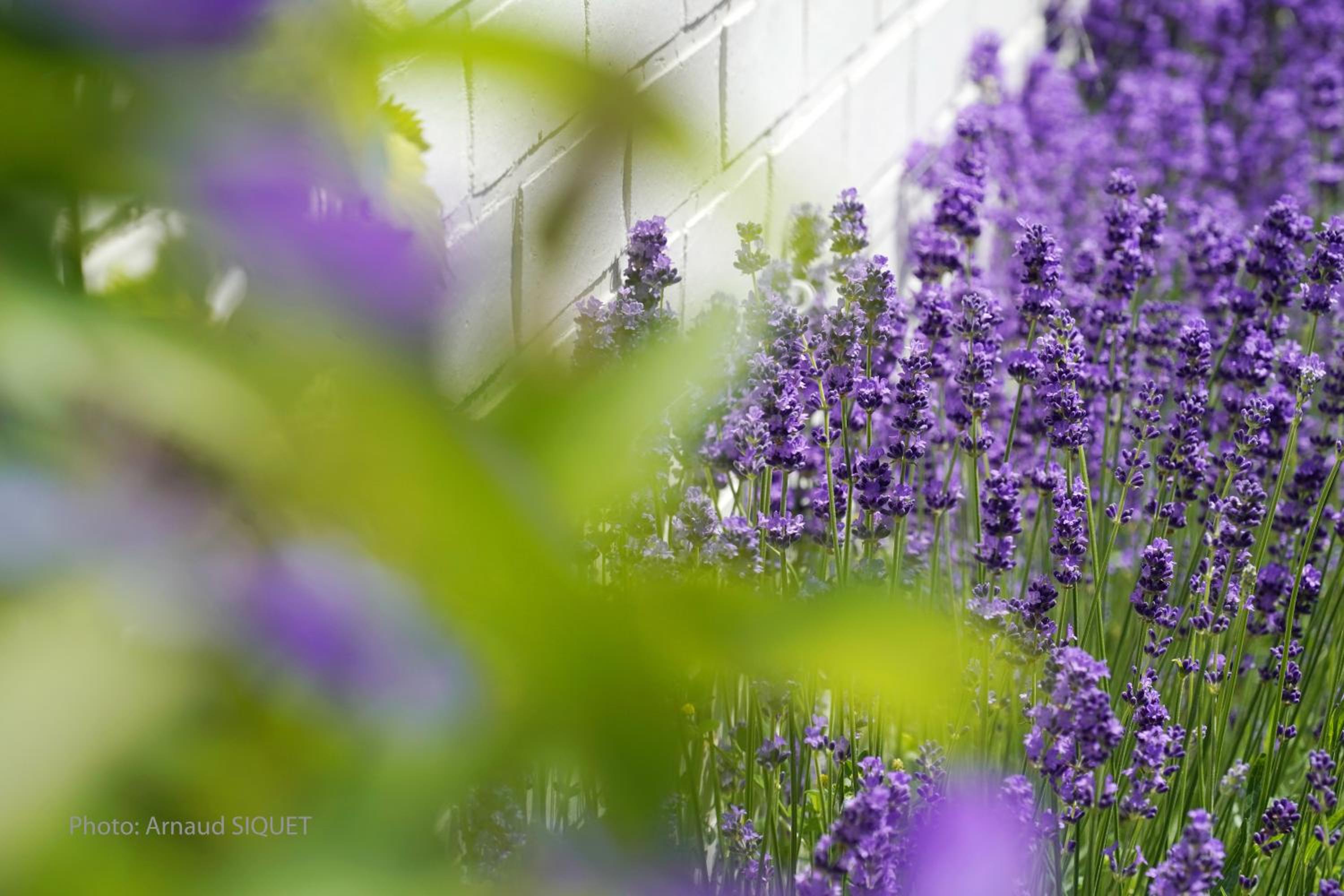 Le jardin des Biches
