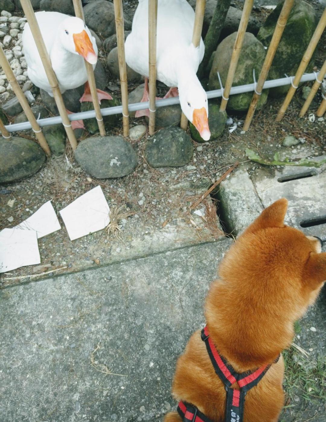 Yujing Mountain Water Residence