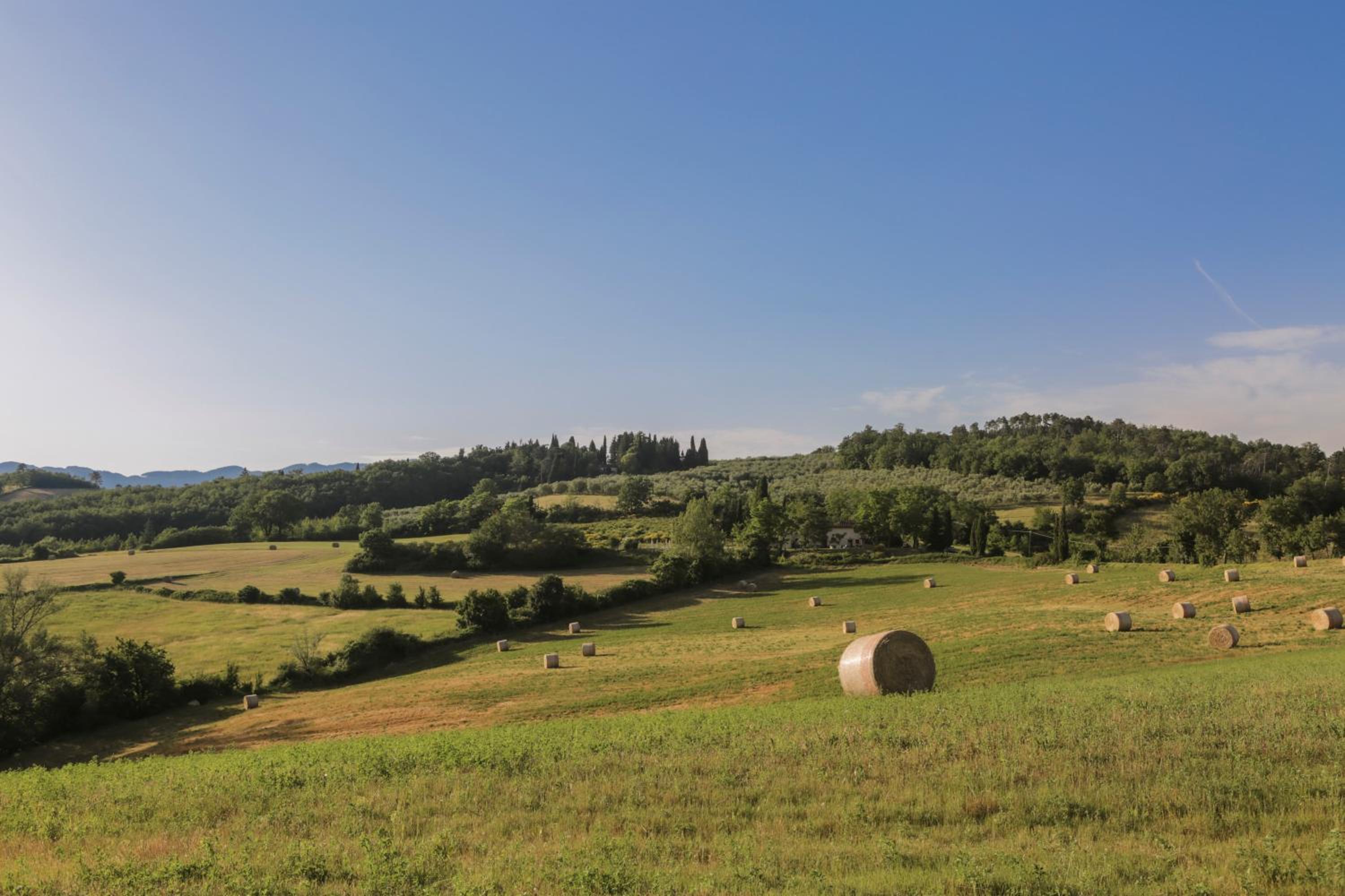 Il Vignolino