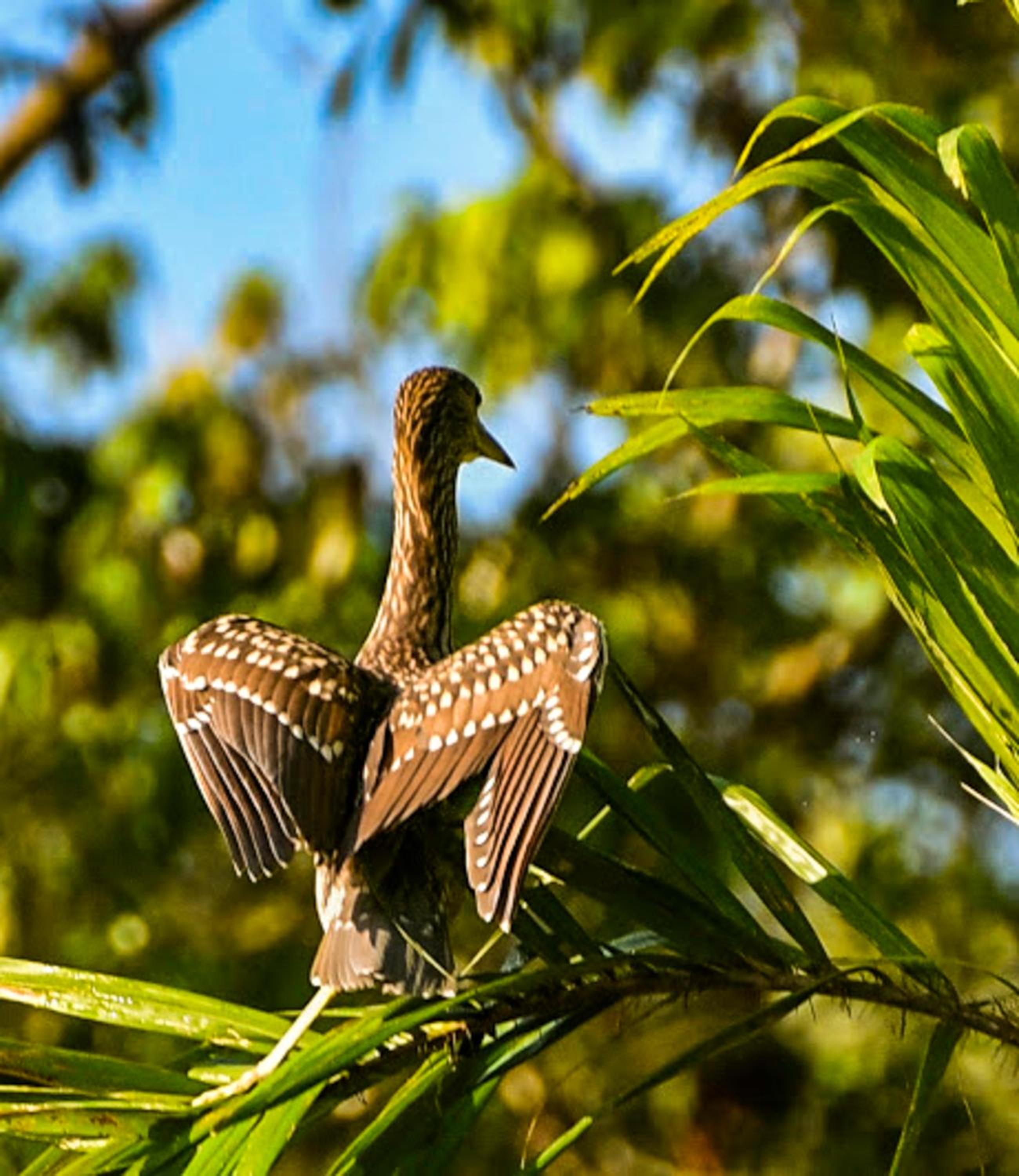 Amazon Muyuna Lodge - All Inclusive