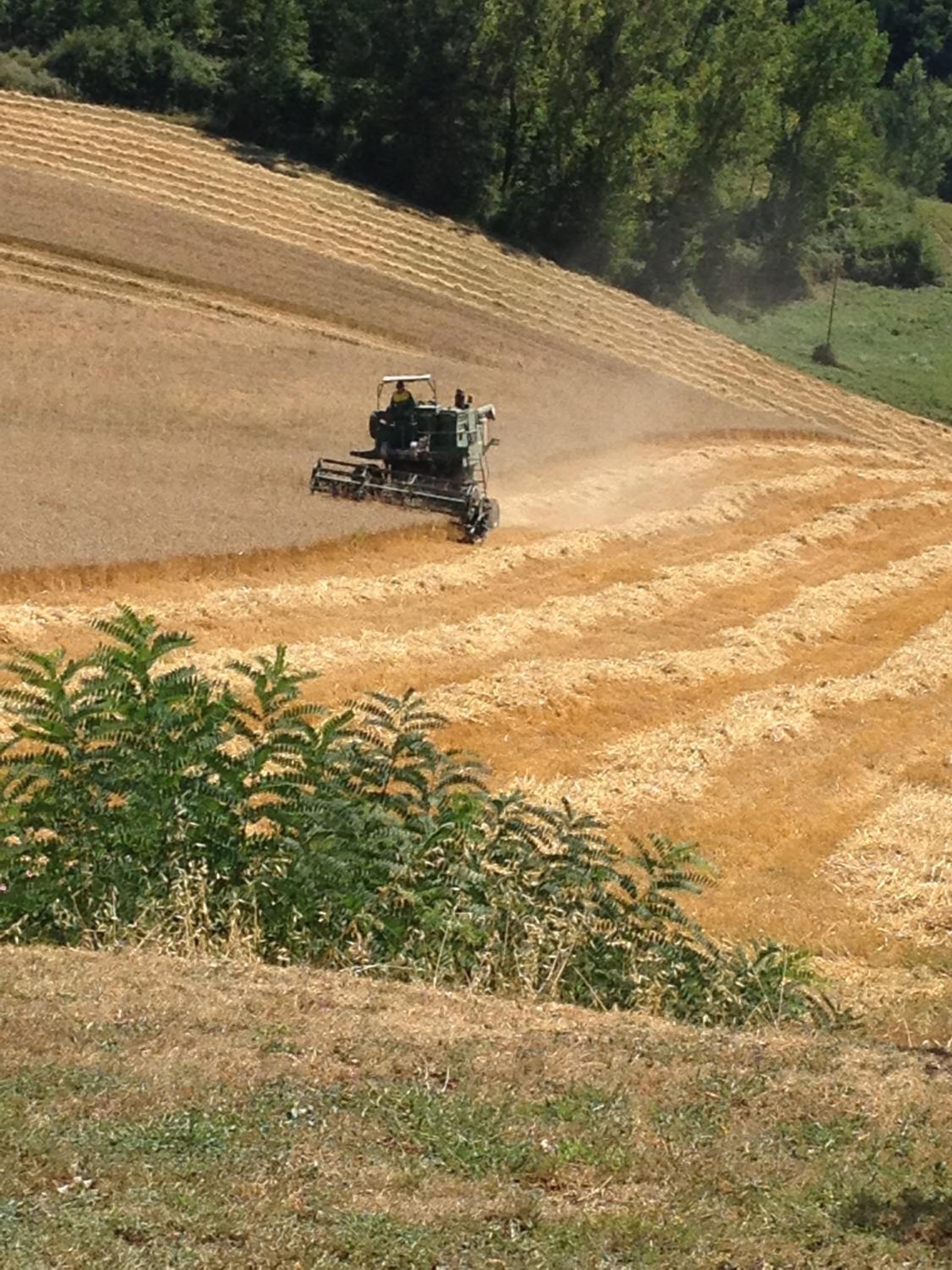 Il Vignolino