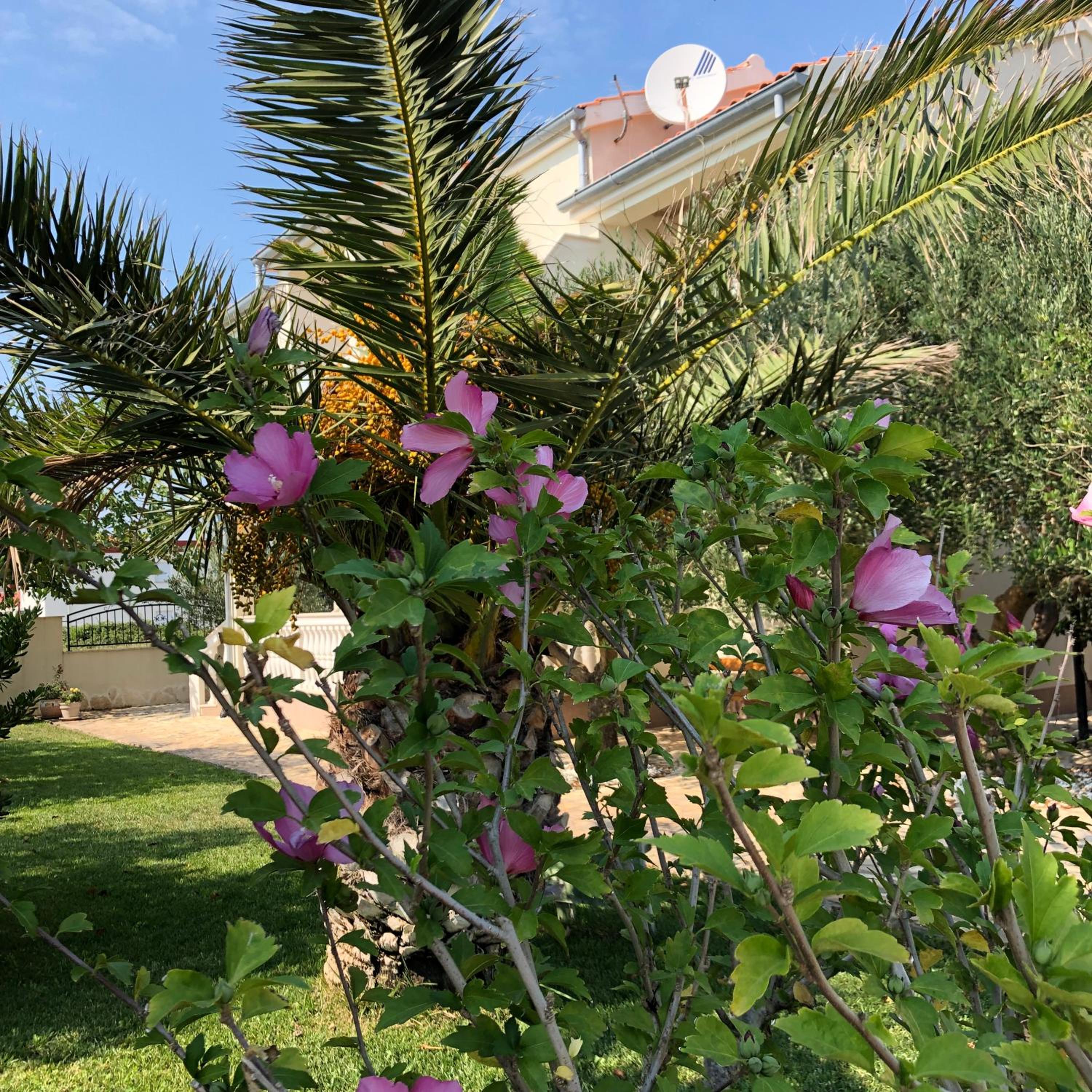 Villa Olive Grove Ferienhaus in Kroatien direkt am Meer nahe Zadar und Nin view 3