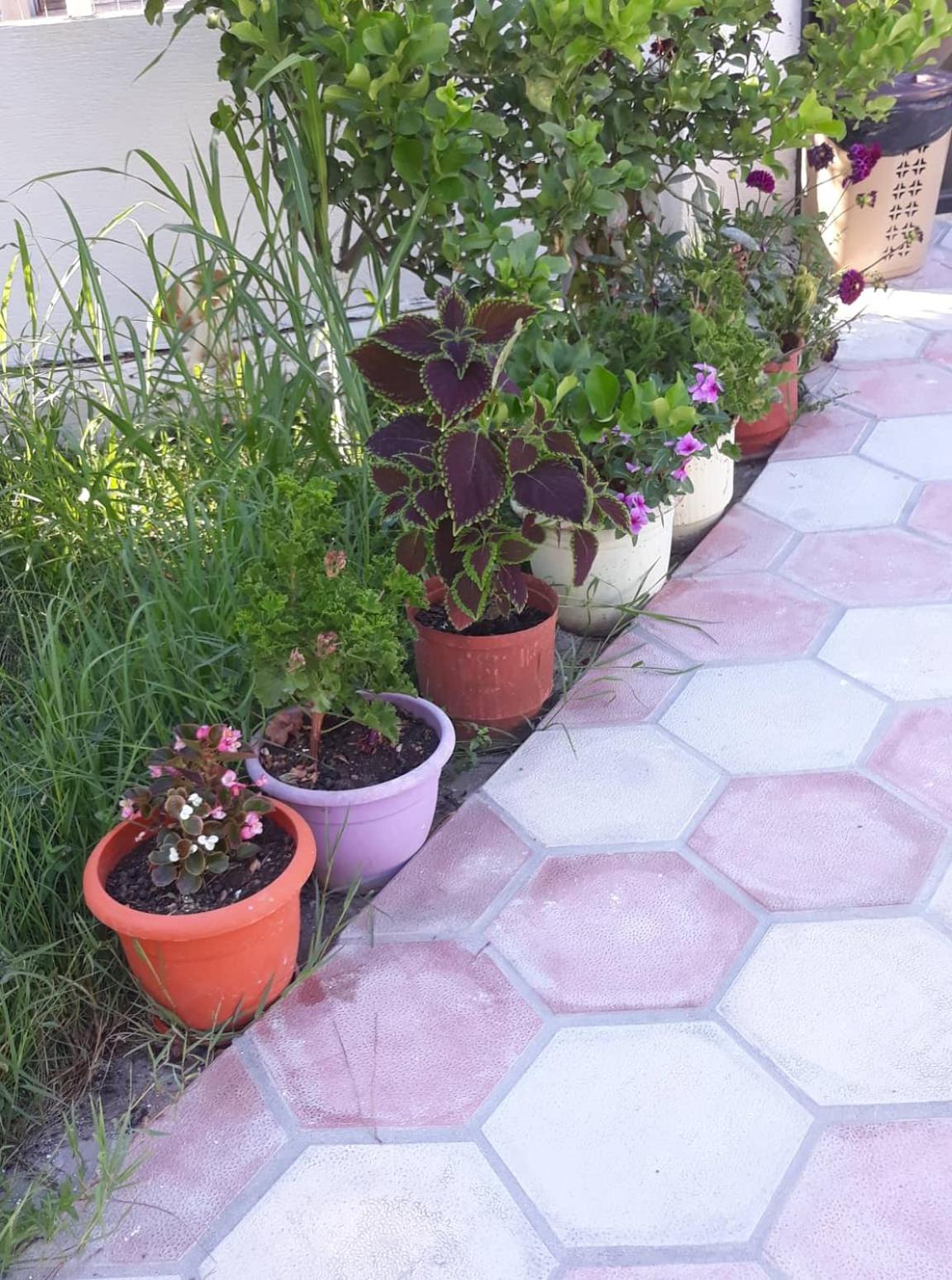 Guesthouse Sueda