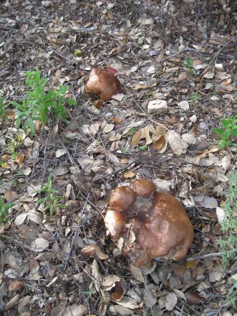 Photo 39