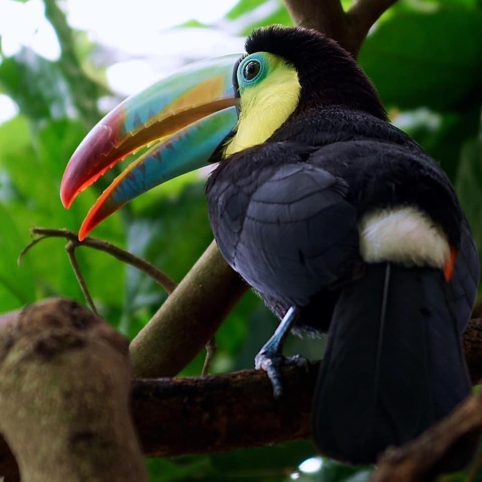 Gaia Amazon Eco Lodge