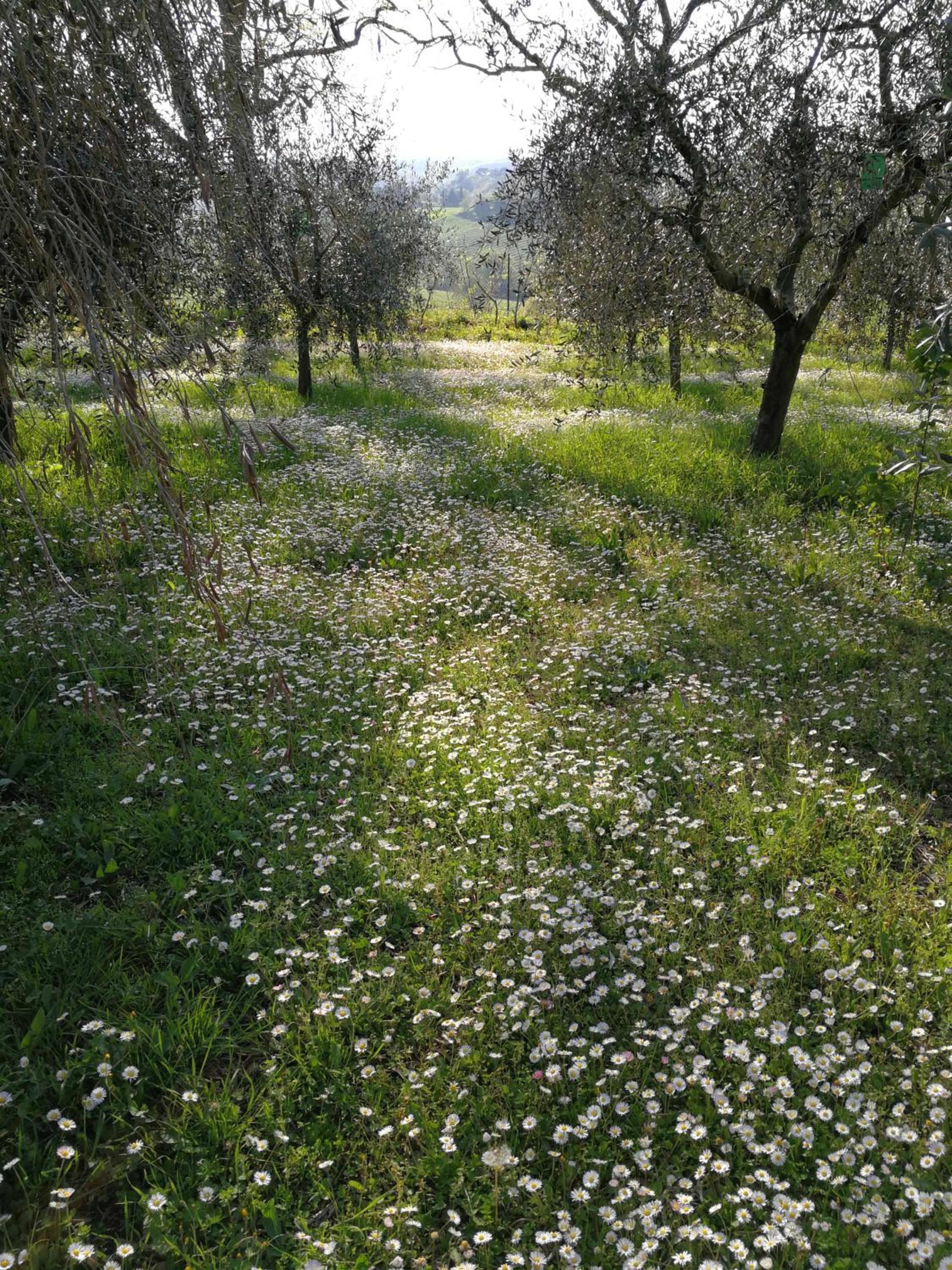 Photo 50