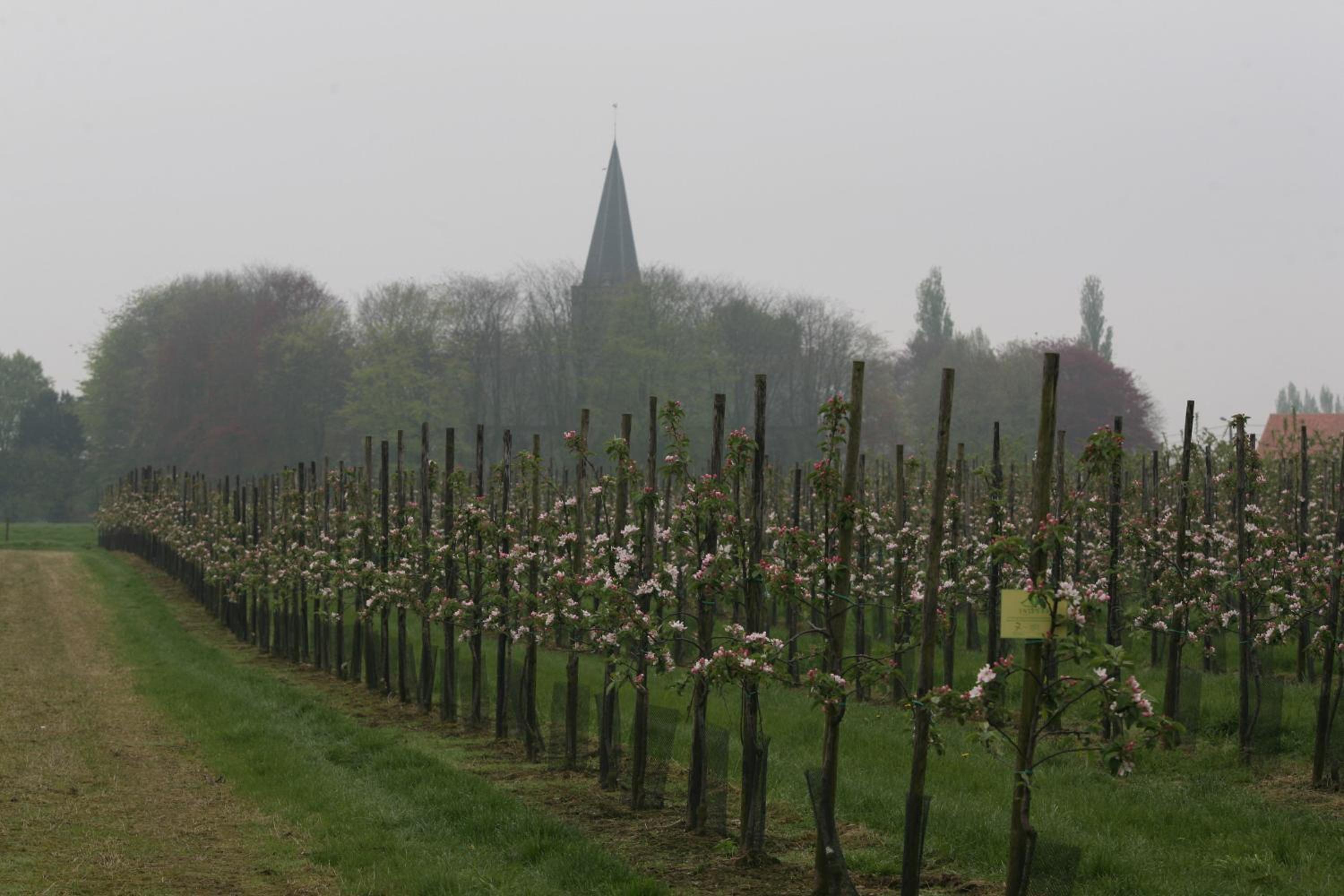 Bloesemhof