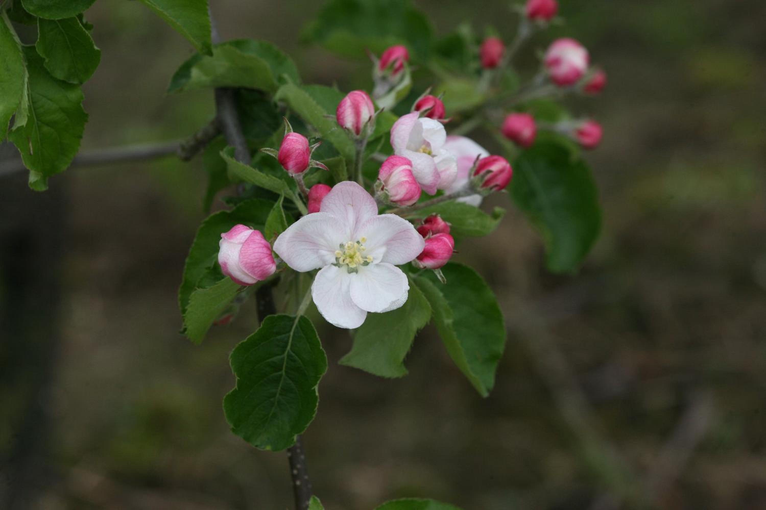 Bloesemhof