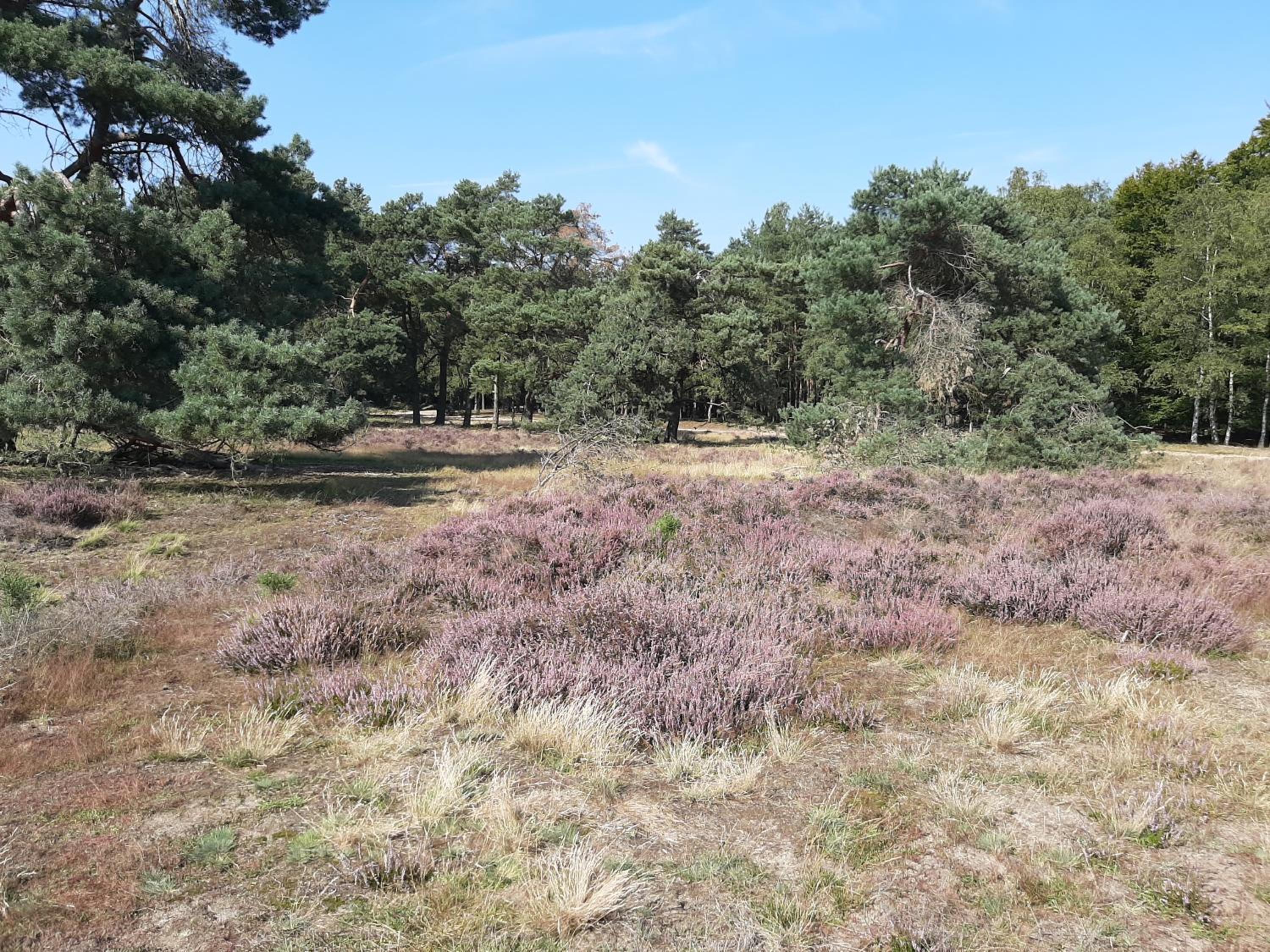 't Grieze Huysje view 5