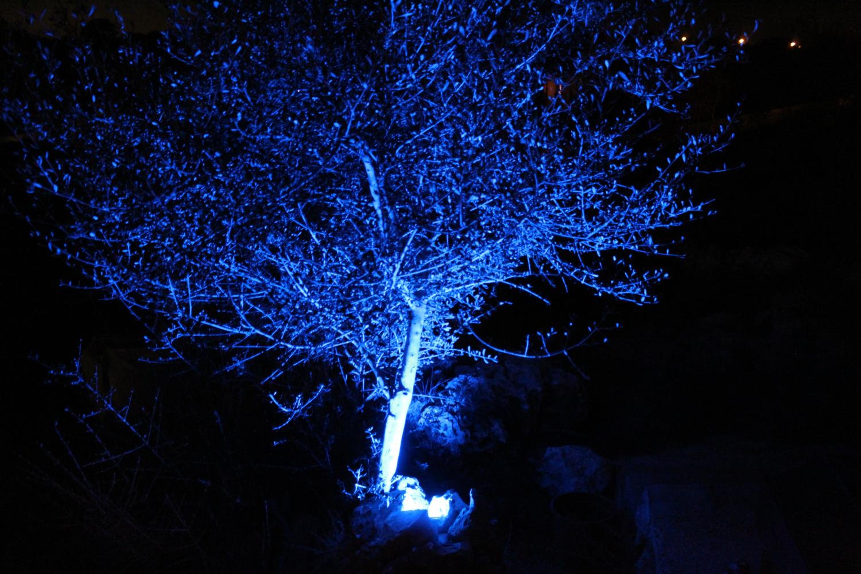 Photo 41