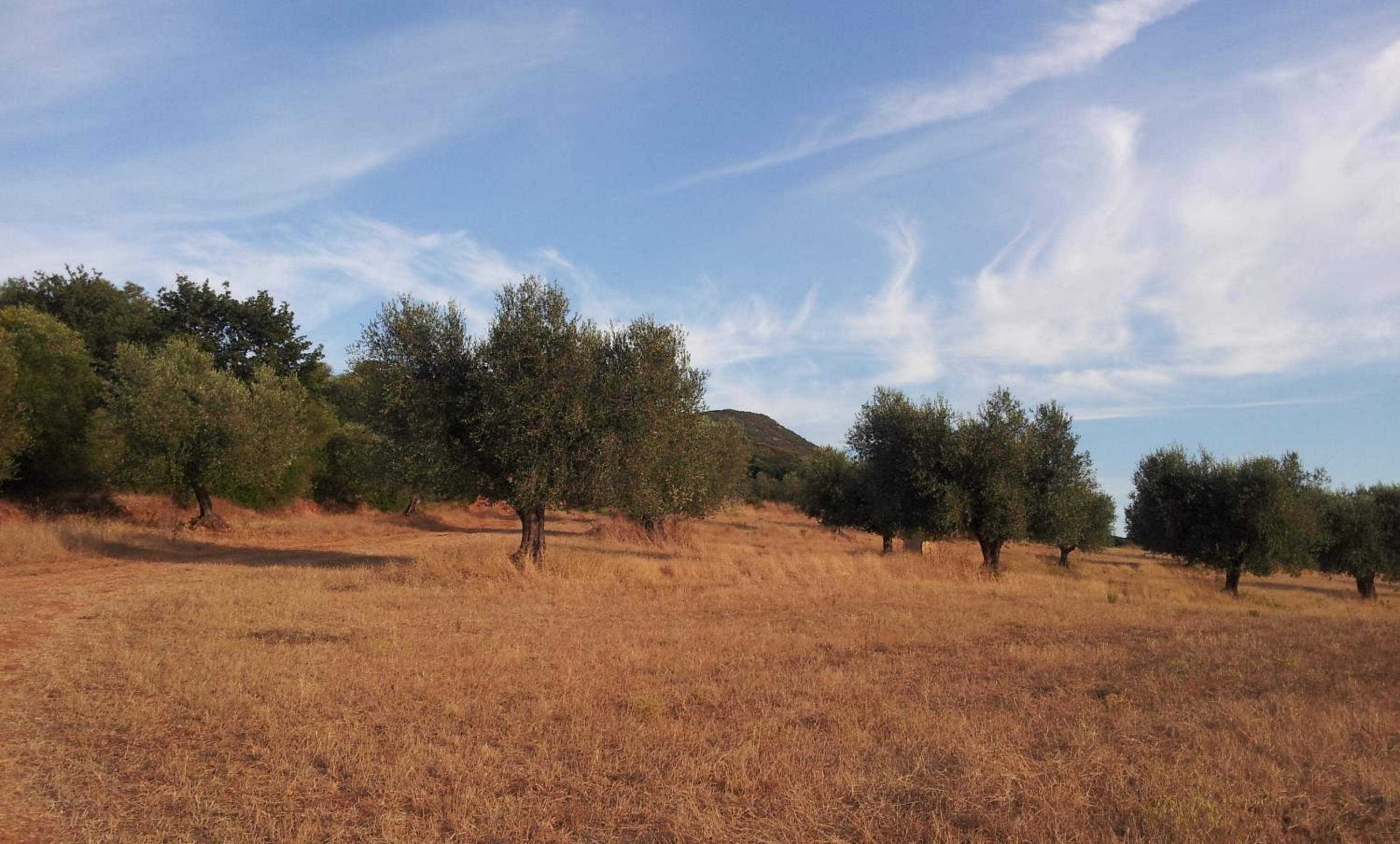 Bio Agriturismo Le Giunchiglie