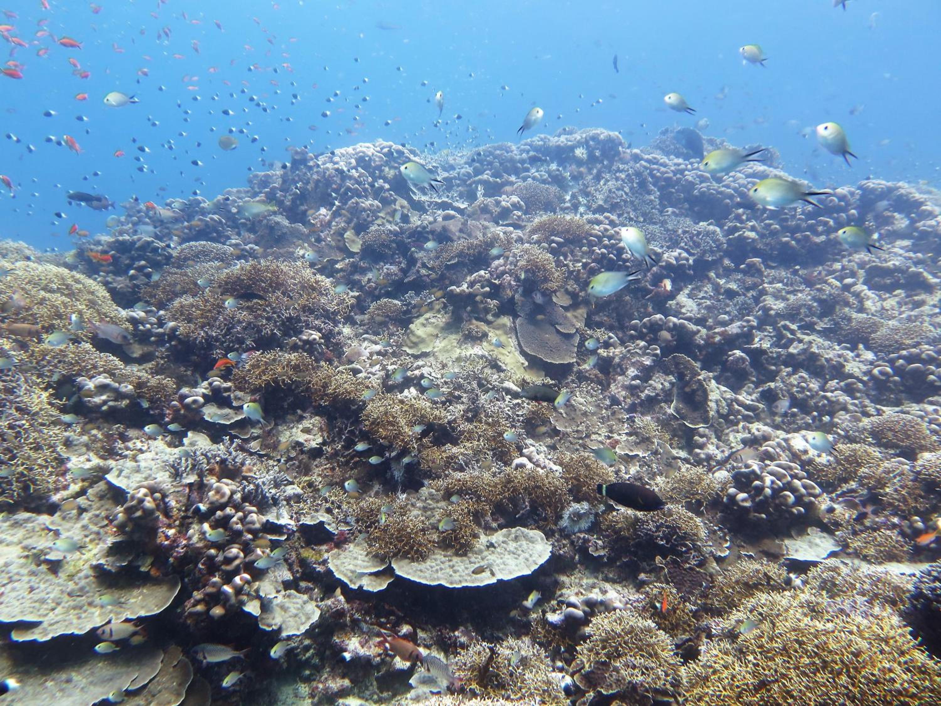 Butiama Marine Camp view 5