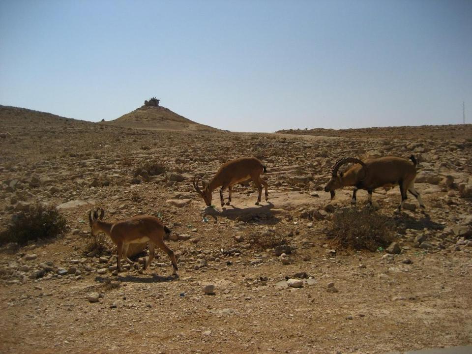 Silent Arrow, photo 37