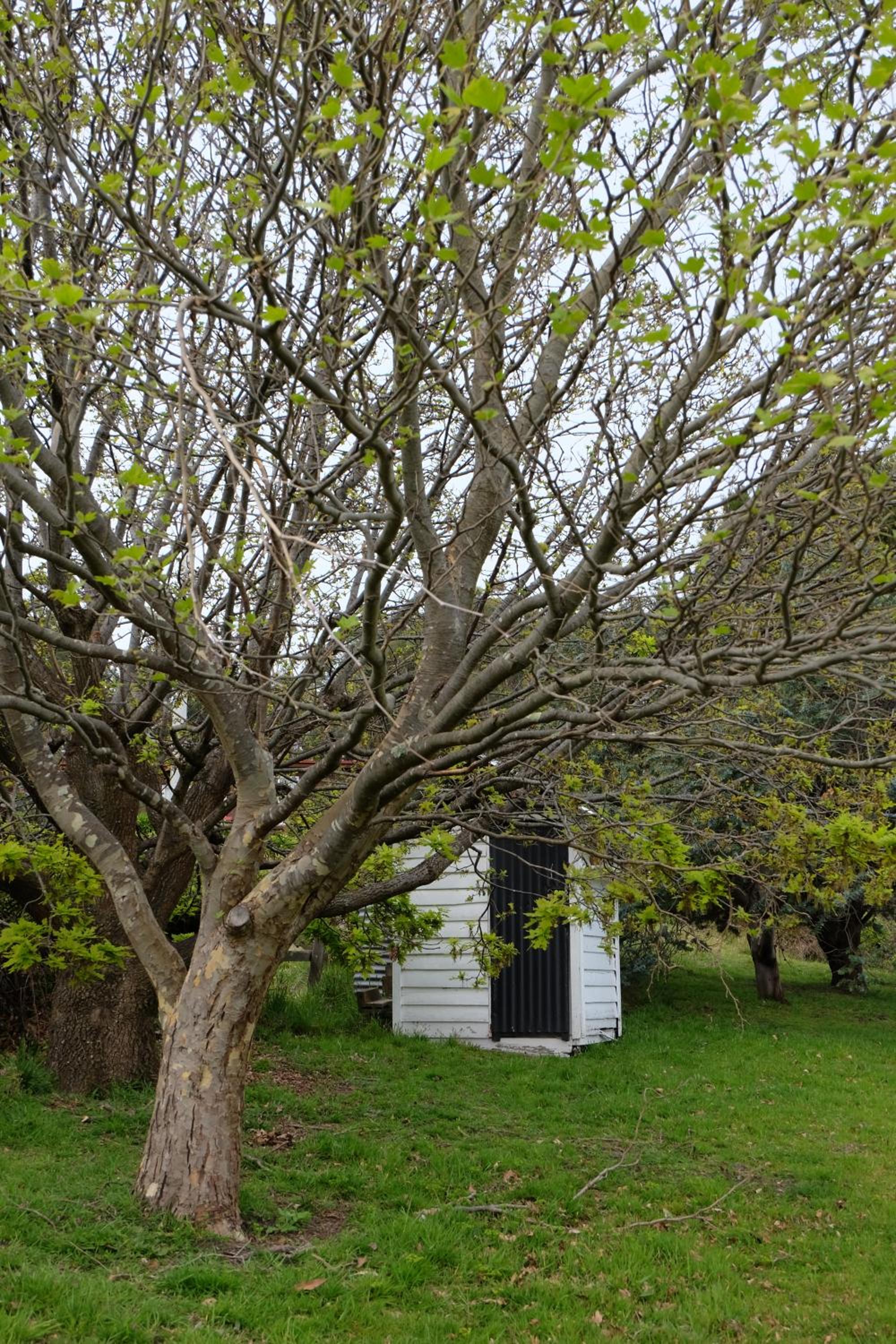 Blossoms on the Bay - Nubeena