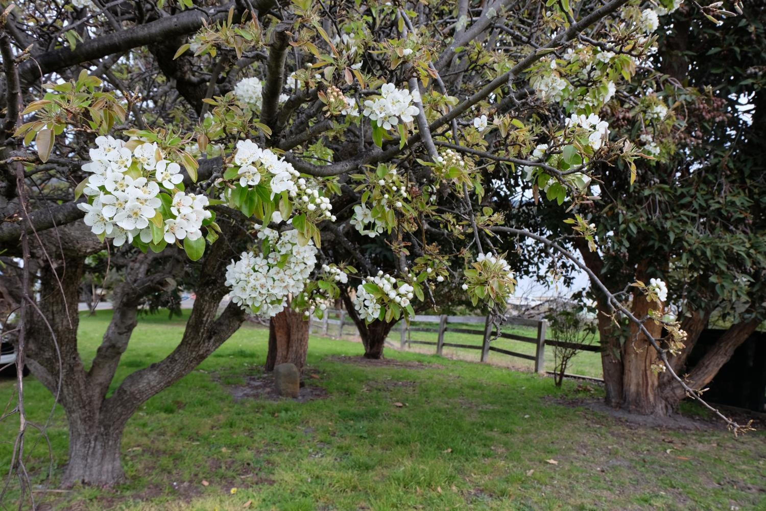 Blossoms on the Bay - Nubeena