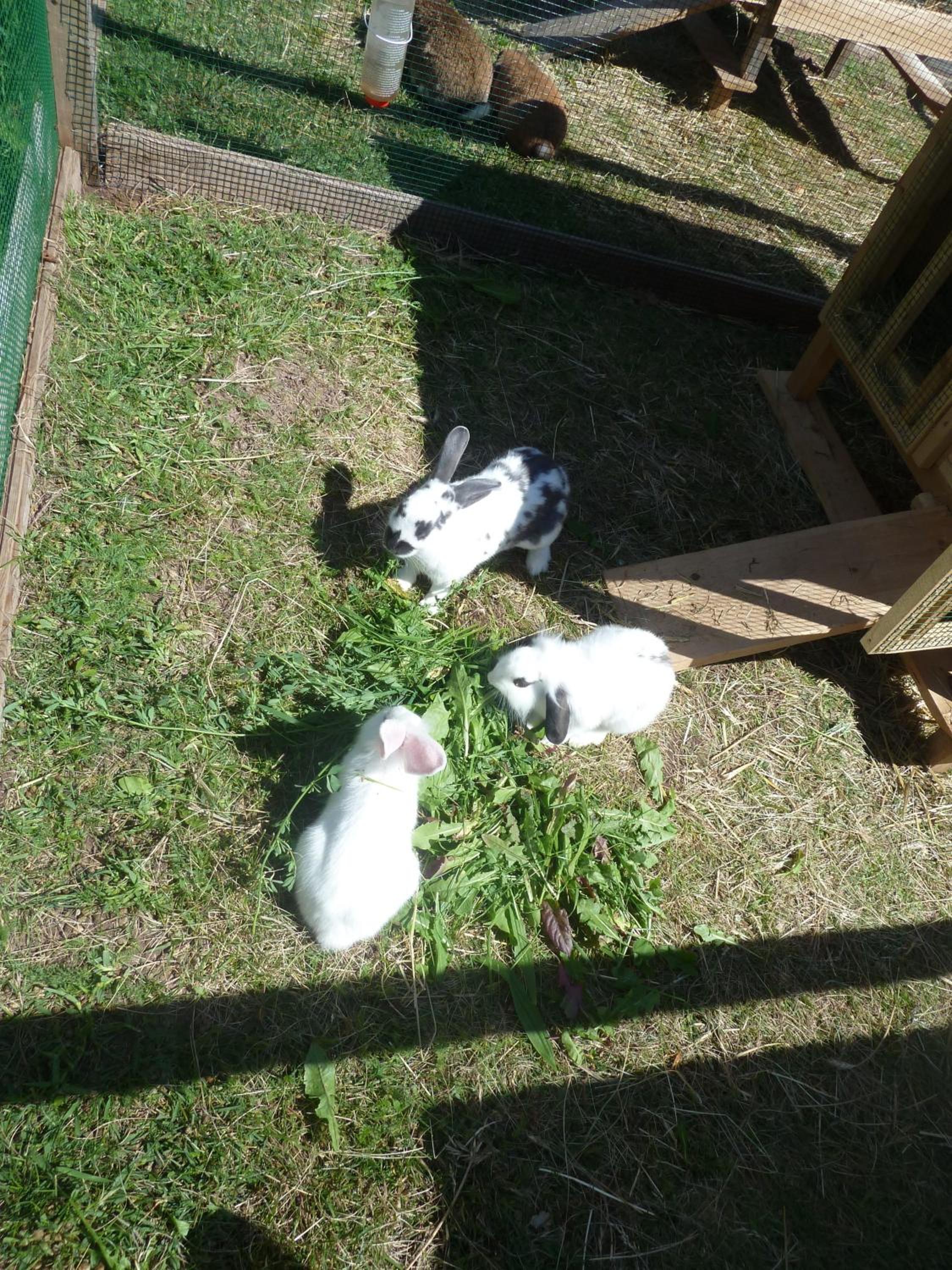 Photo 59