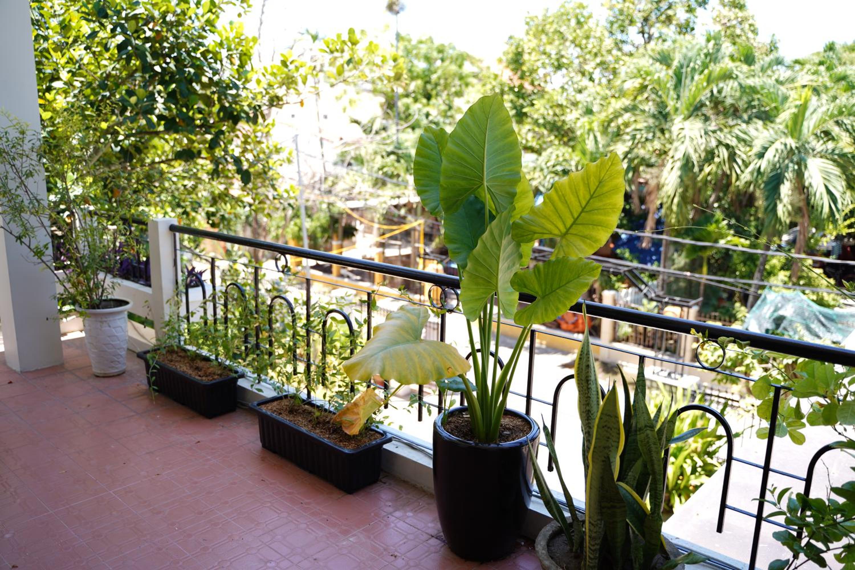 Longan Homestay