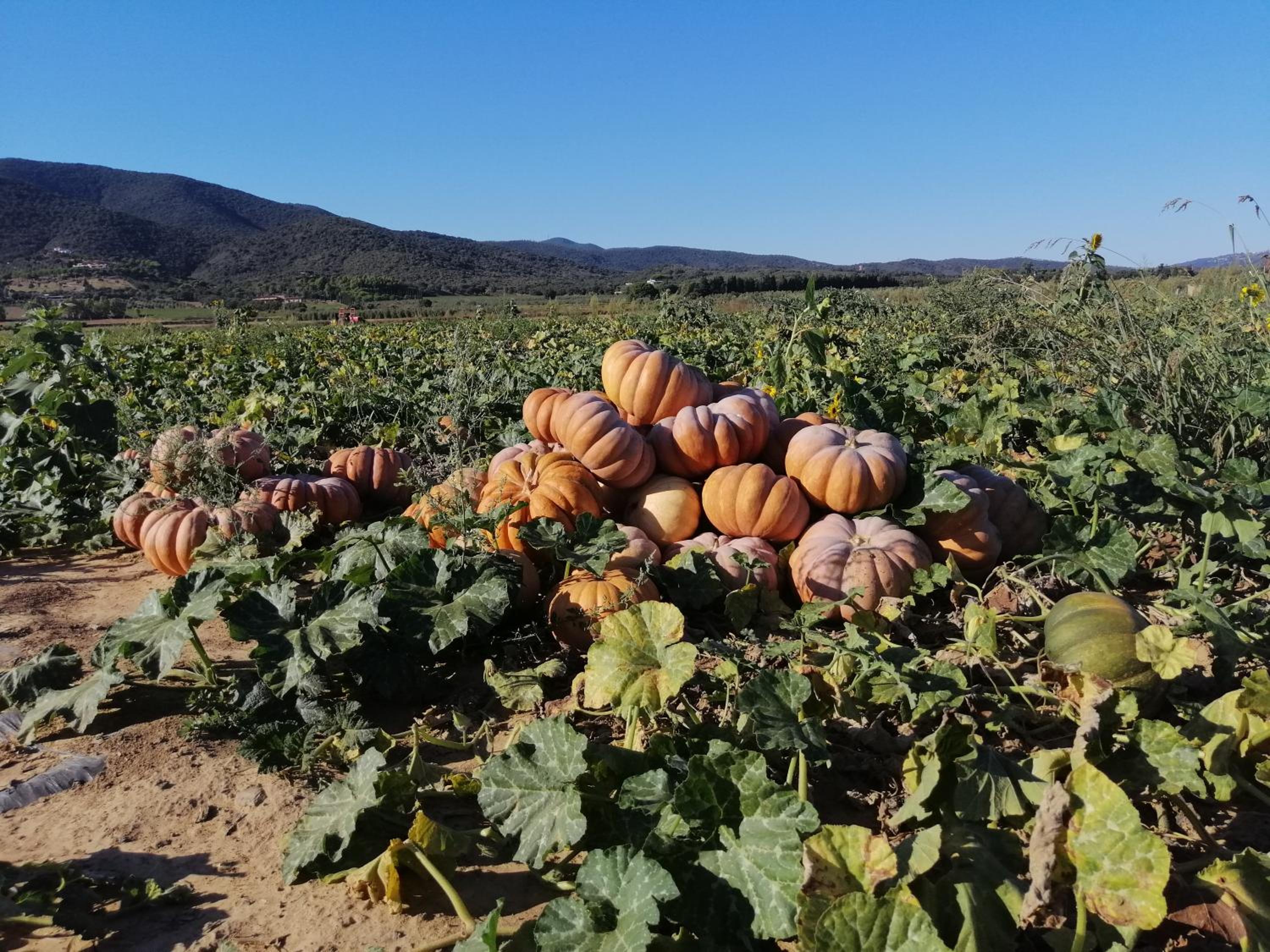 Agriturismo Bocci