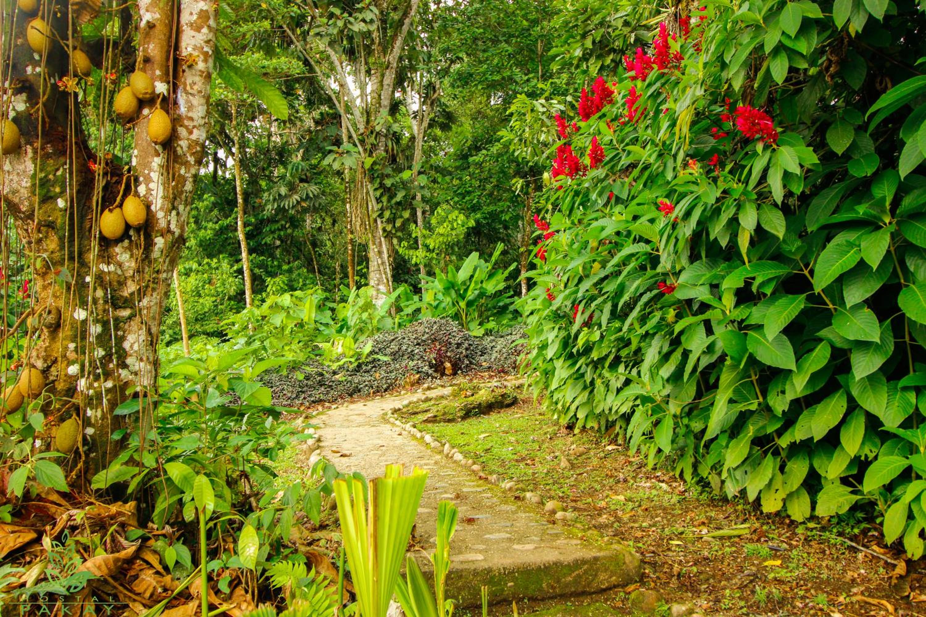 Hostal Pakay view 3