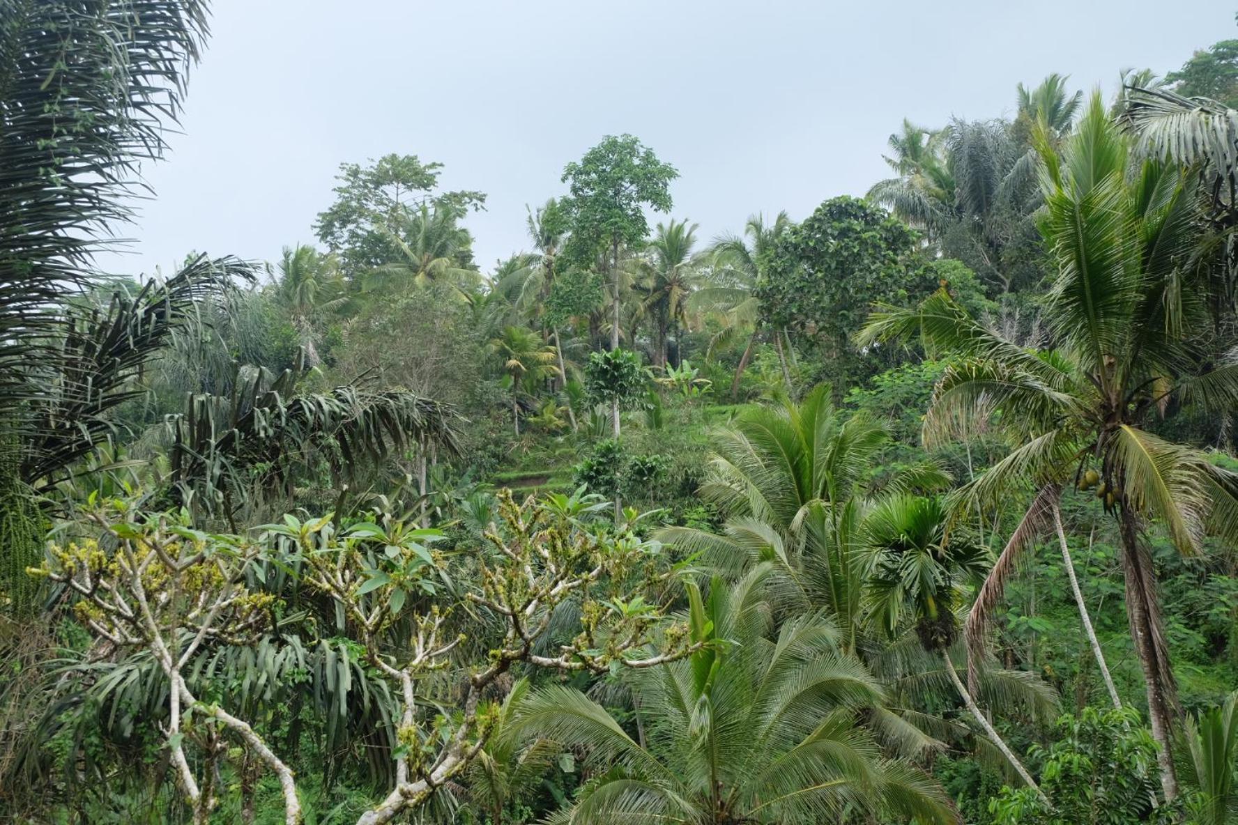 Gunung Kawi House