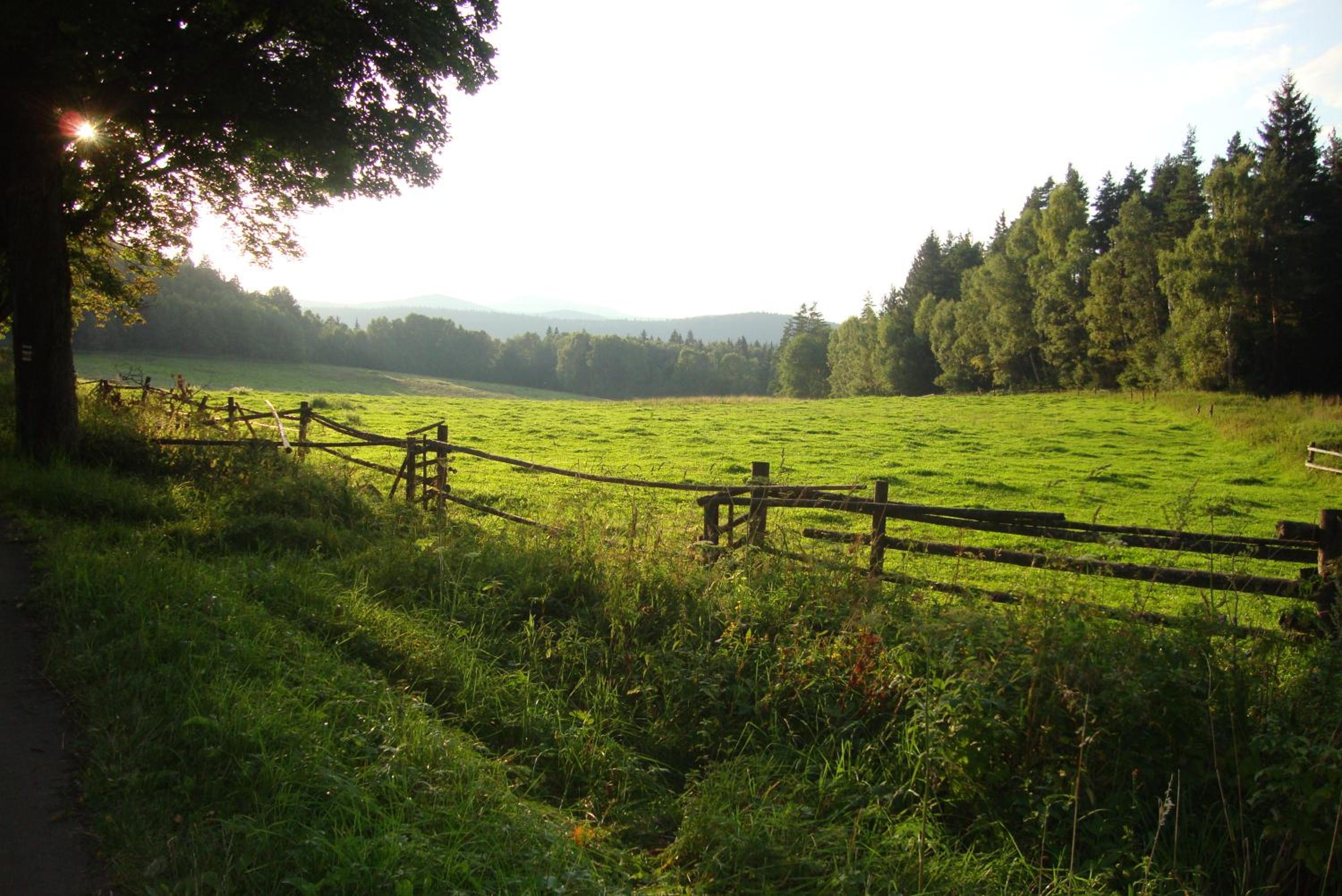 Photo 42