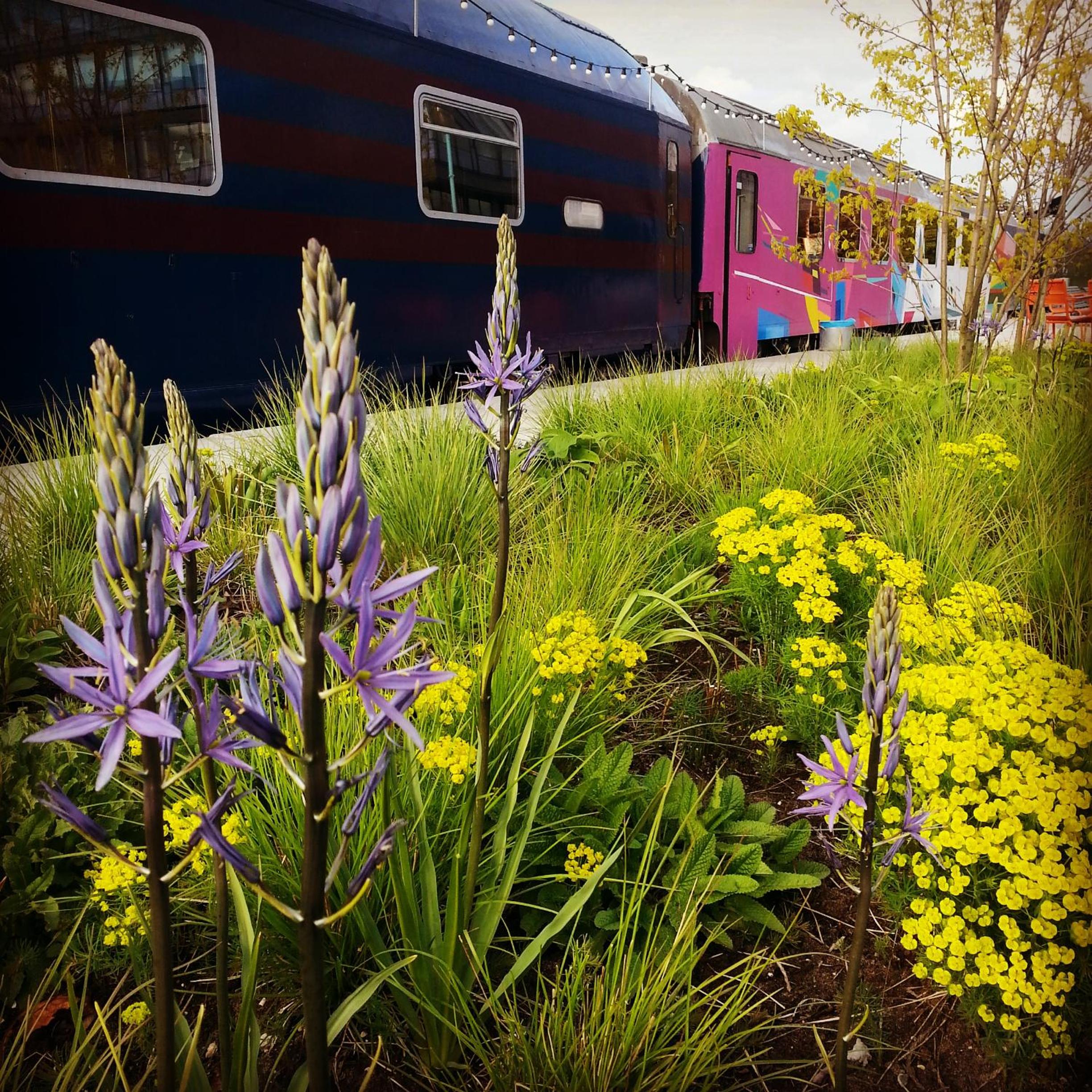 Train Lodge Amsterdam