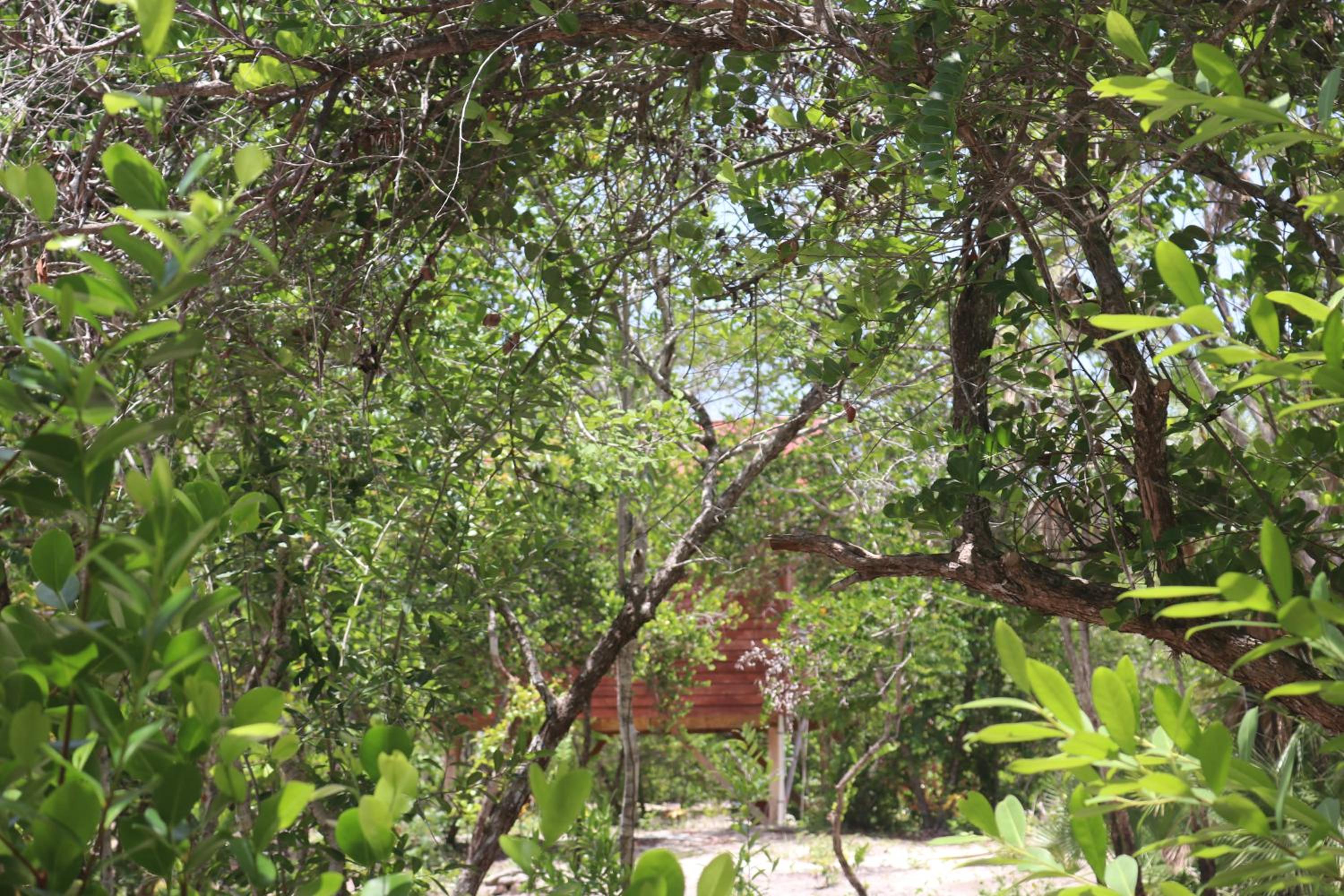 Palmento Grove Garifuna Eco-Cultural & Healing Institute