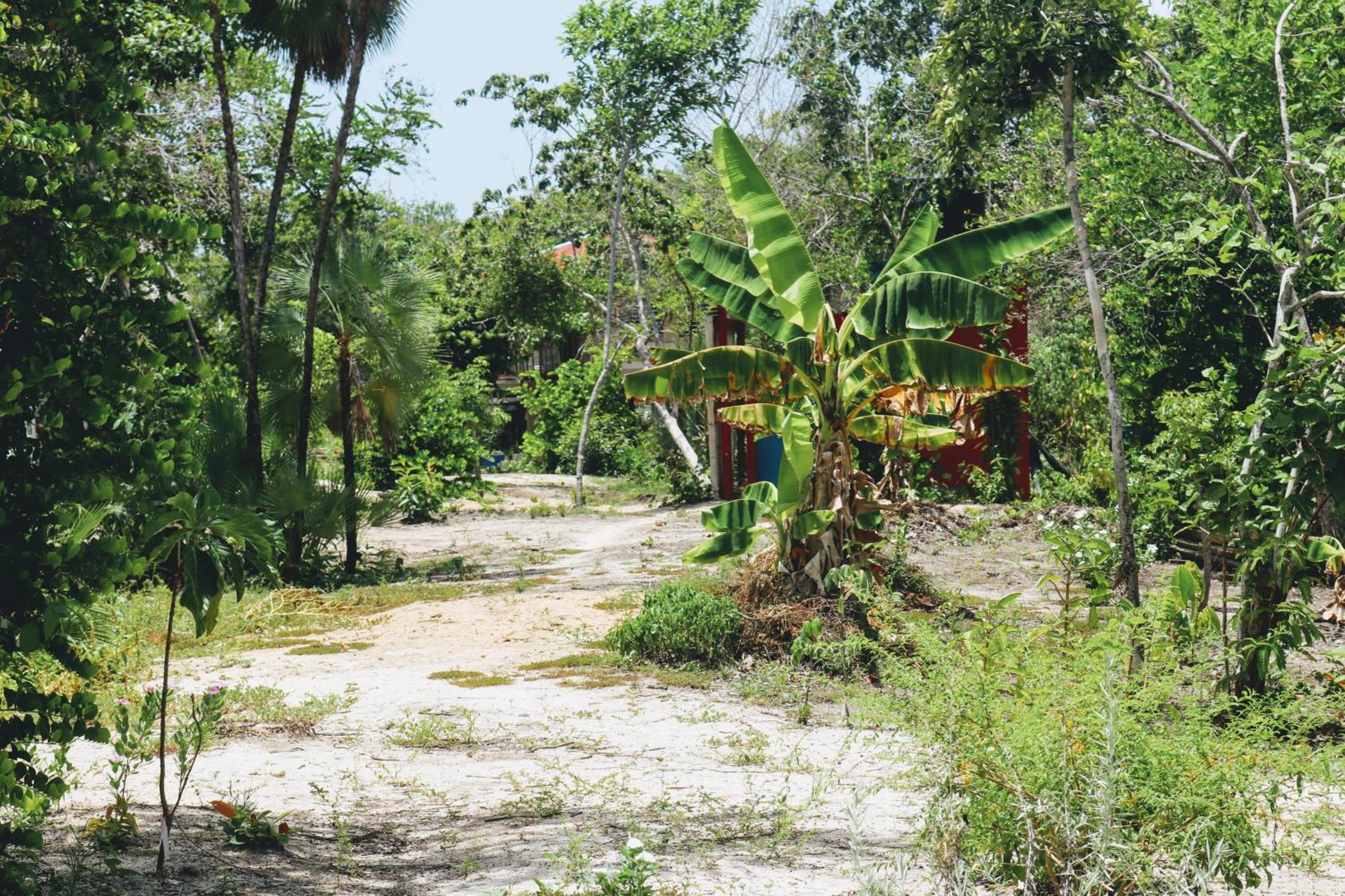 Palmento Grove Garifuna Eco-Cultural & Healing Institute