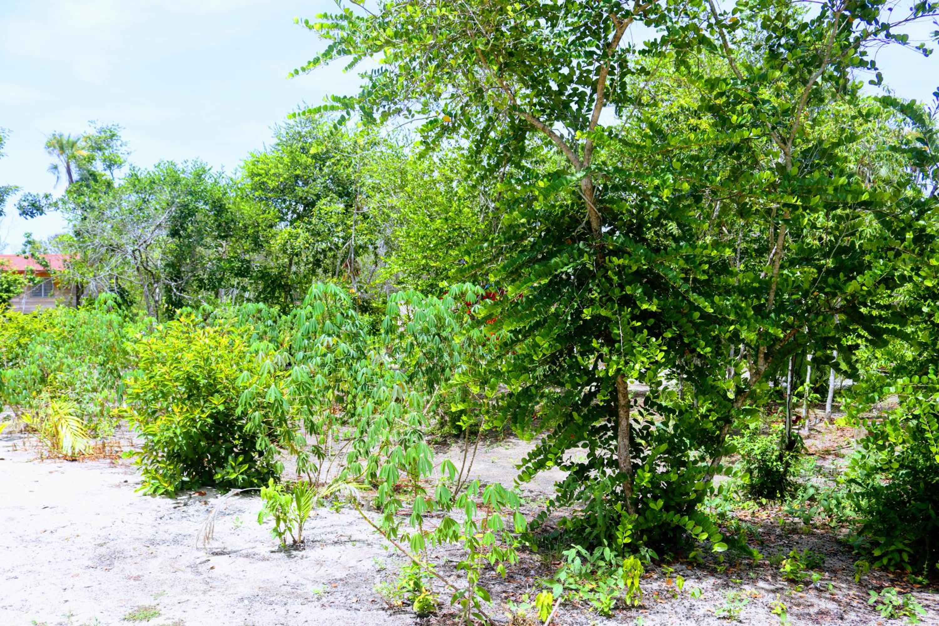 Palmento Grove Garifuna Eco-Cultural & Healing Institute