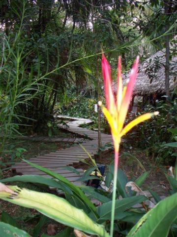 Reserva Natural Heliconia Amazonas