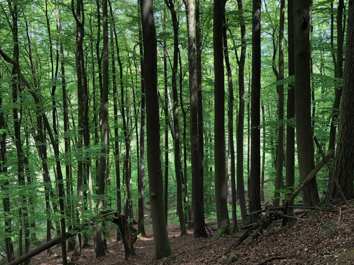 Ferienwohnung Alpakas im Nebel