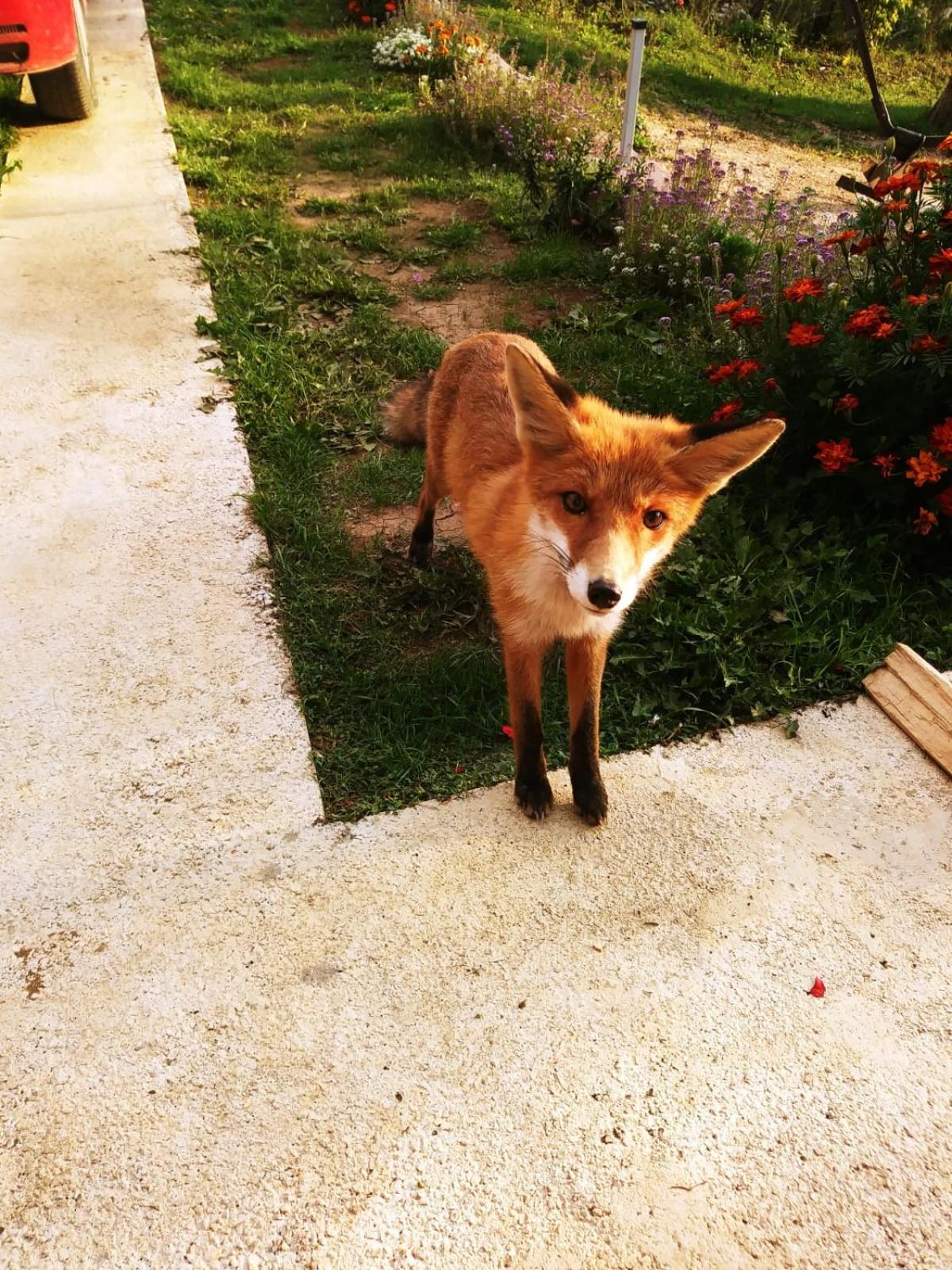 Photo 37