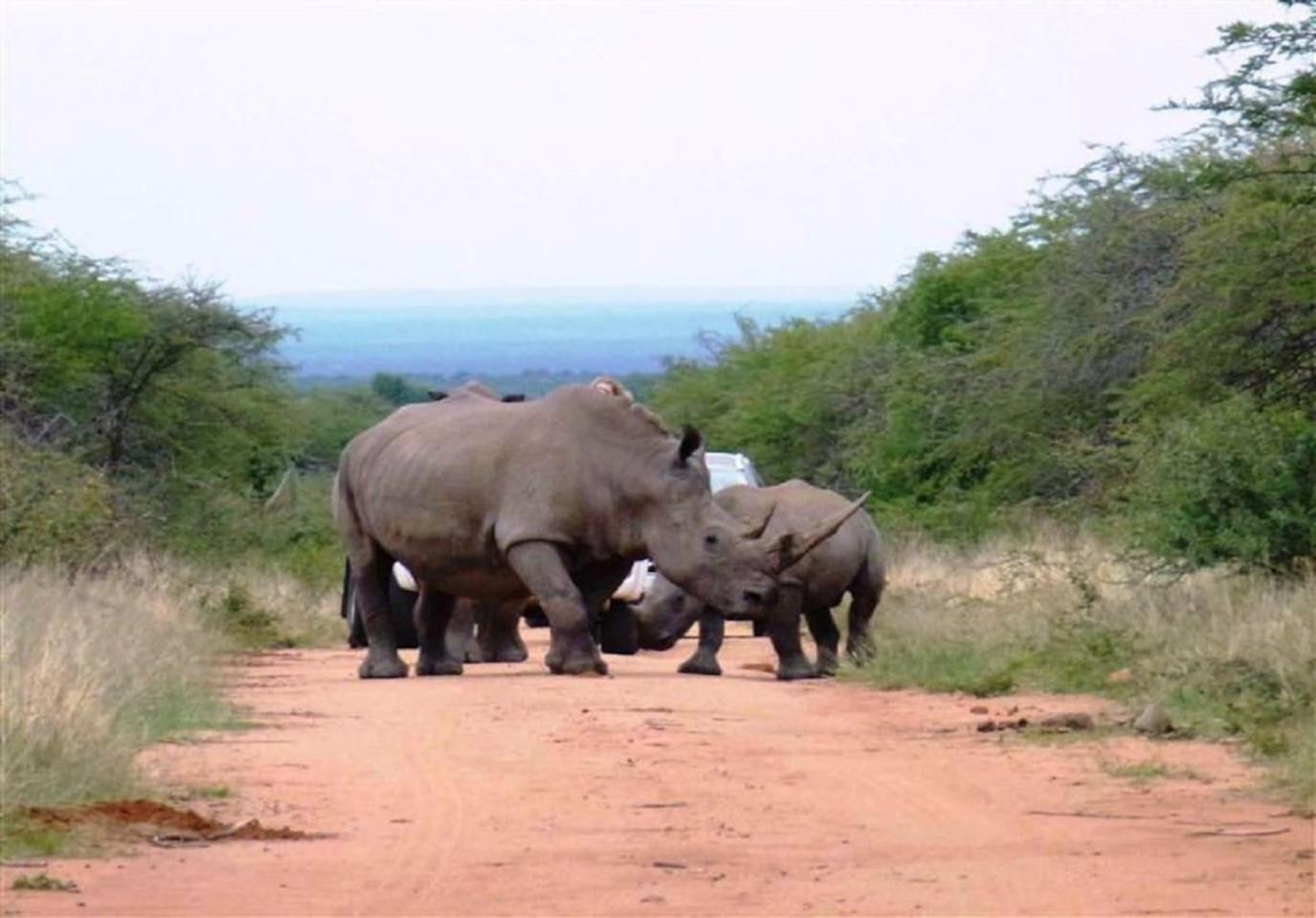 Bush Dream, Mabalingwe view 4