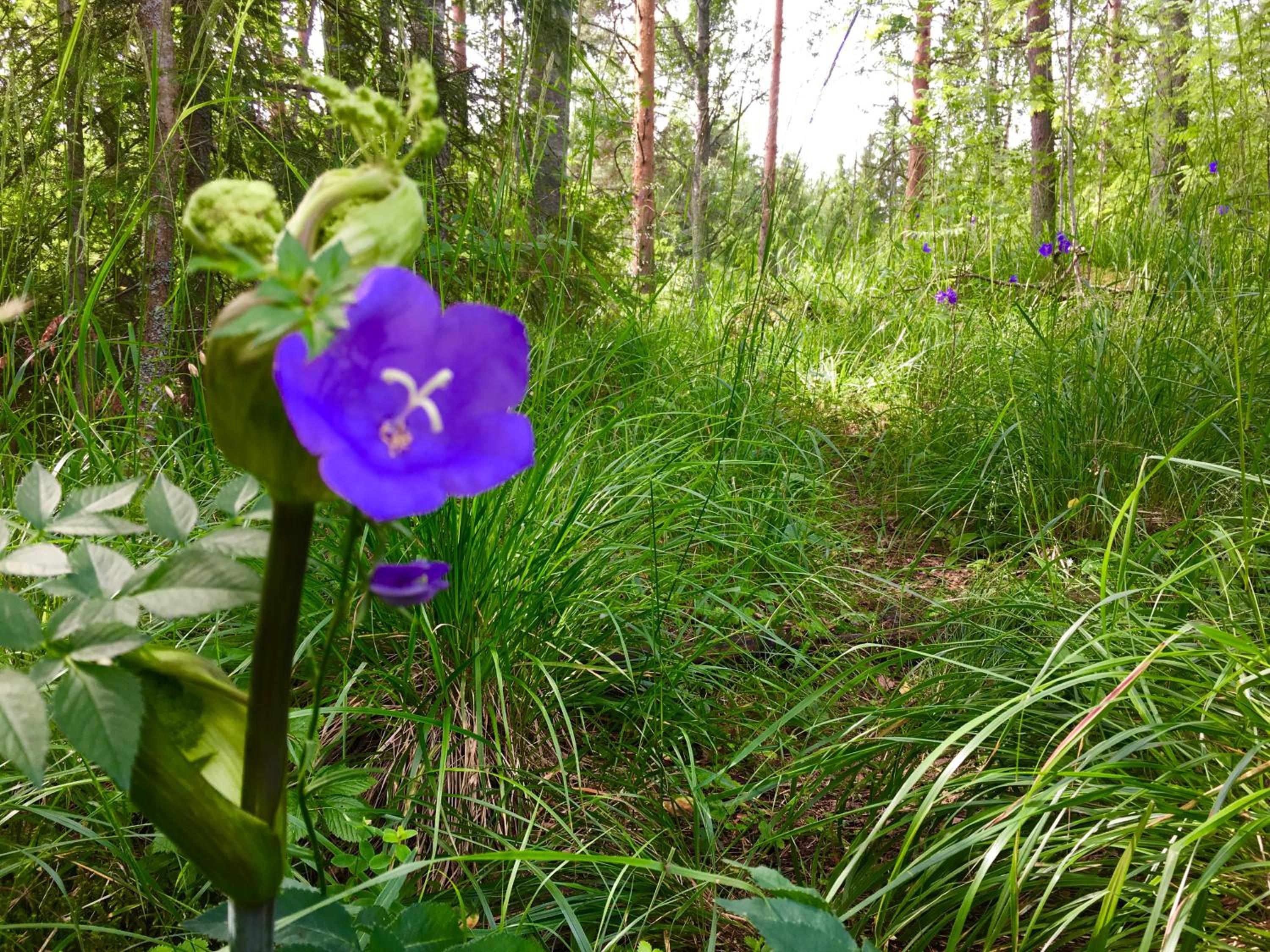Blueberry Villa at Saimaa Lakeside