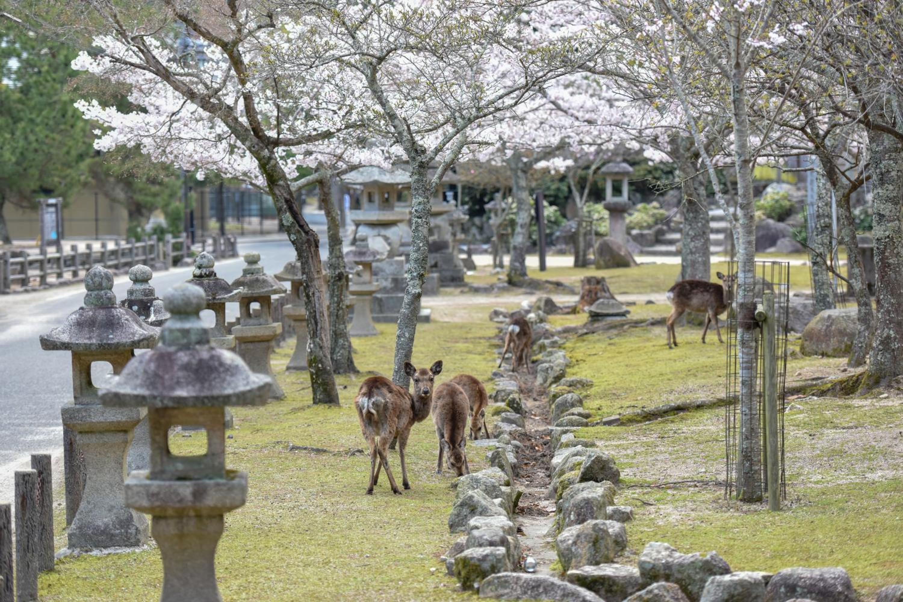 Miyajima Morinoyado
