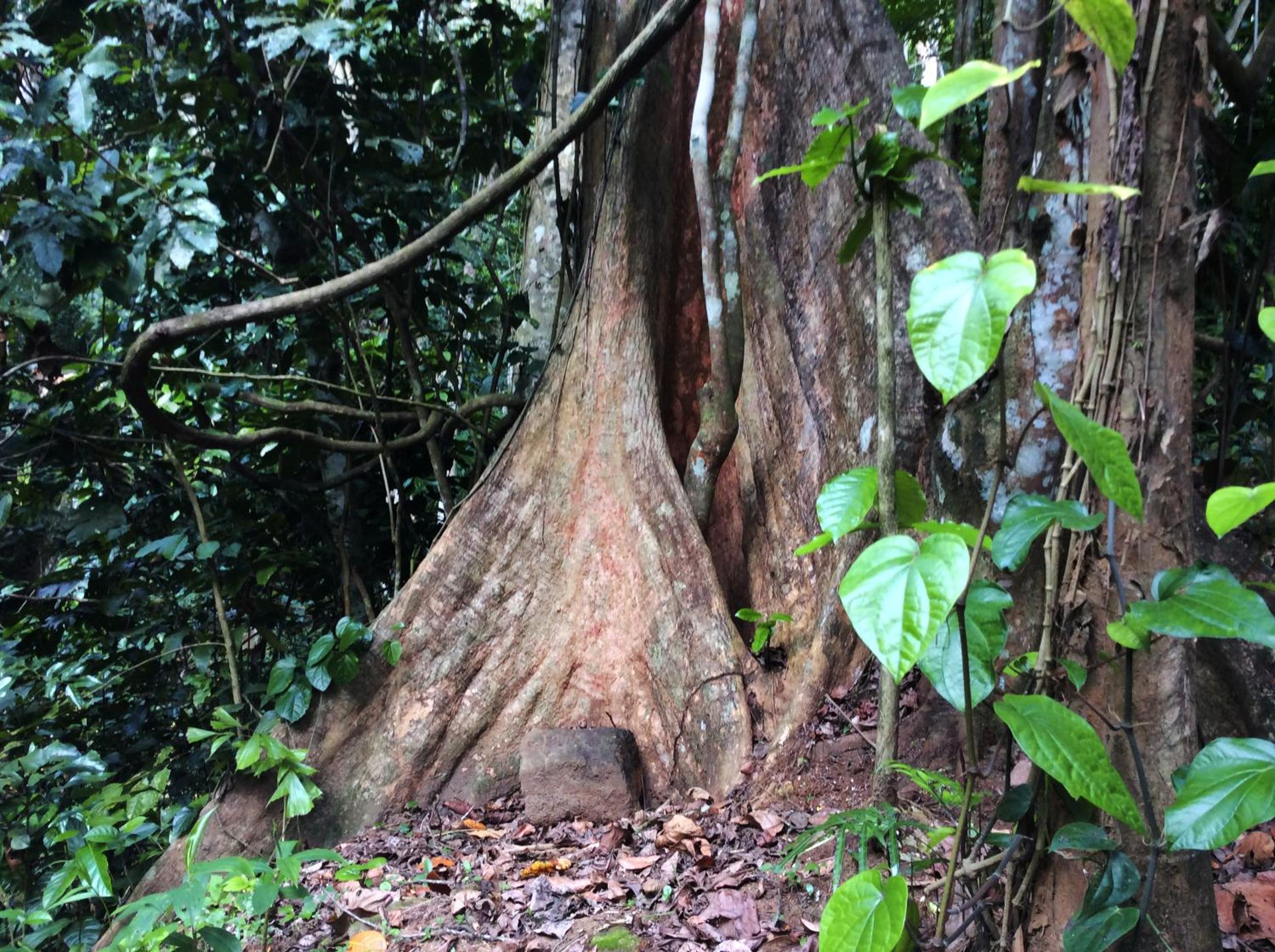 Natural Mystic Sanctuary