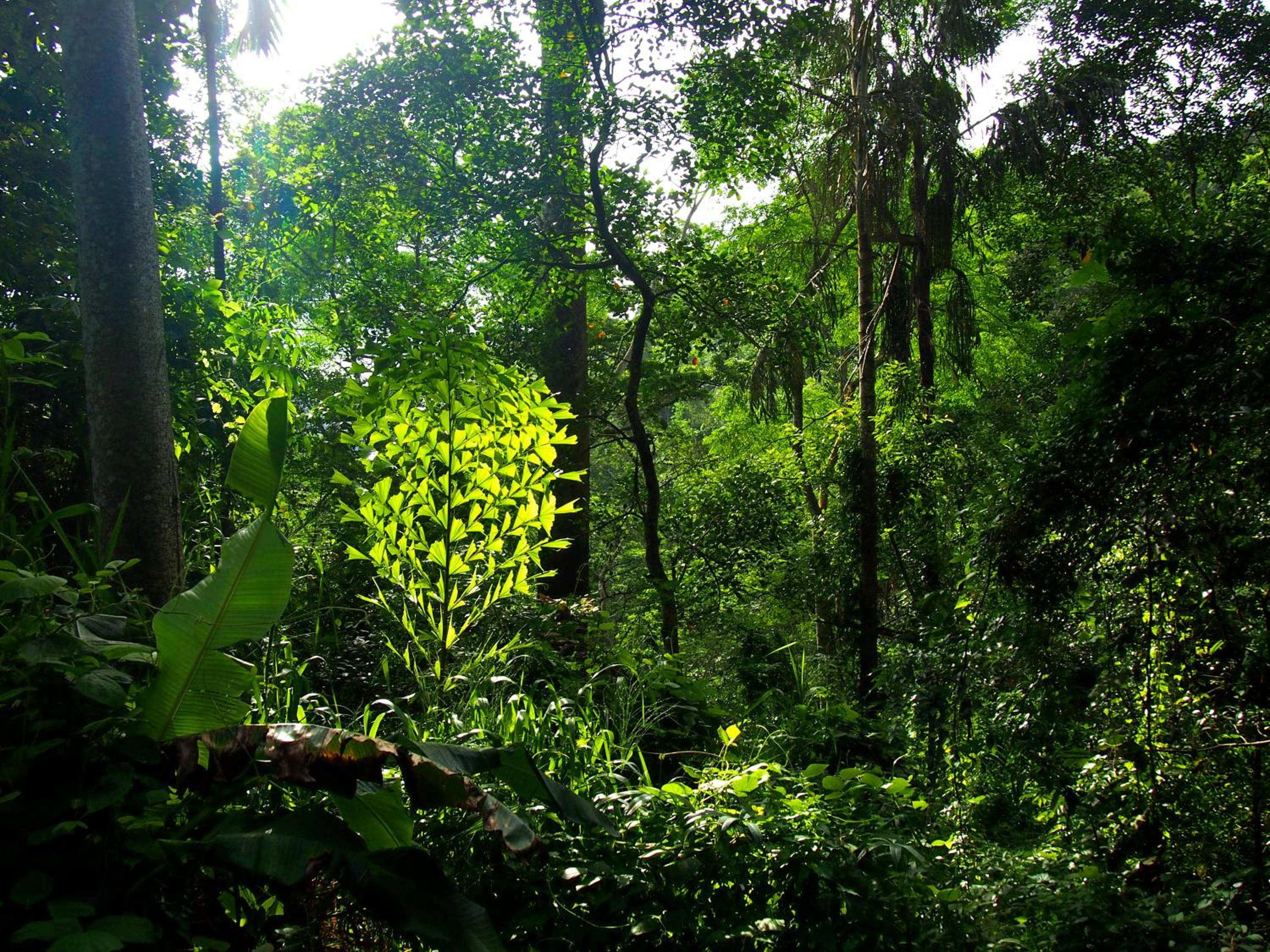 Natural Mystic Sanctuary