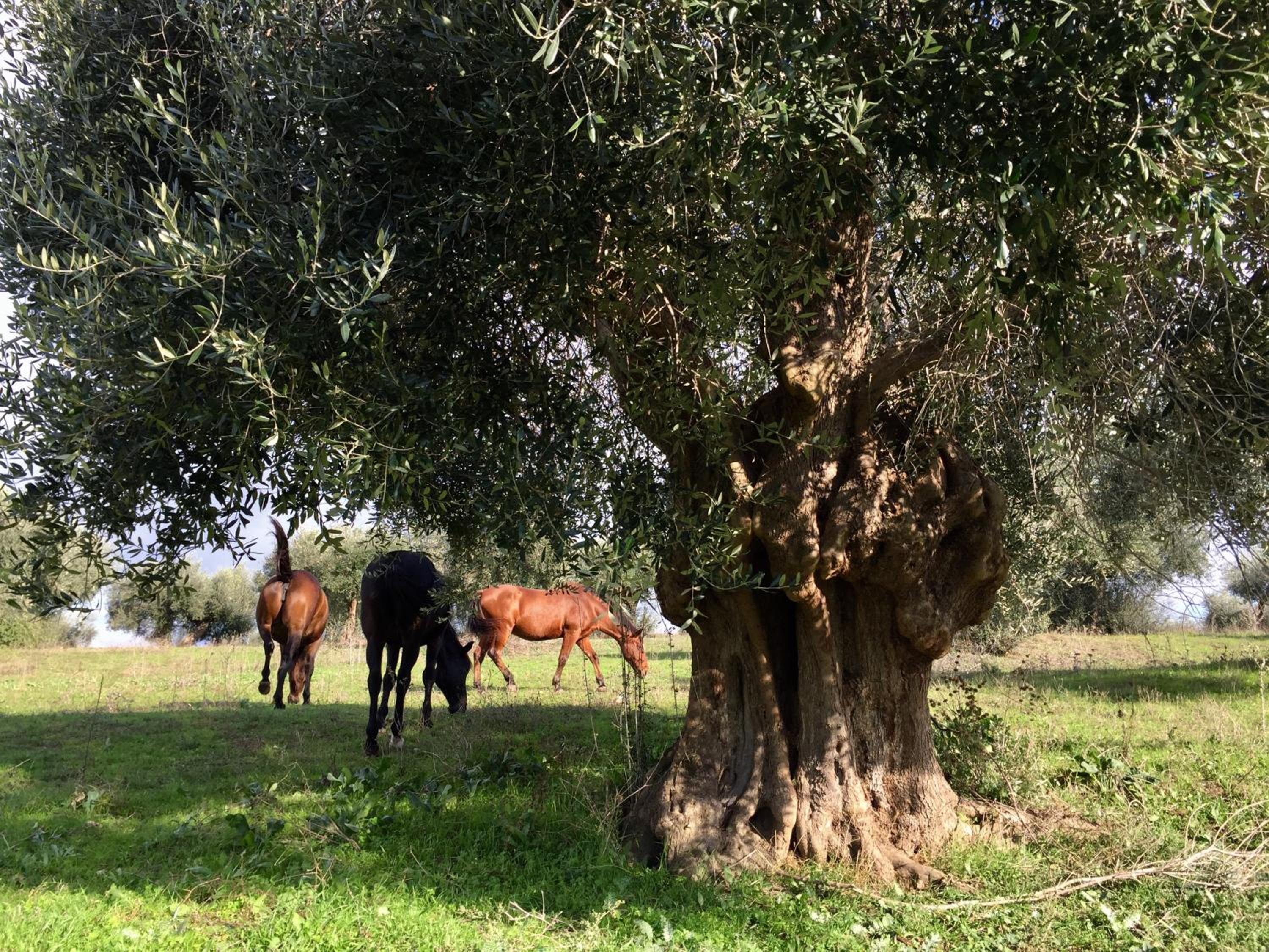 Agriturismo La Valentina Nuova