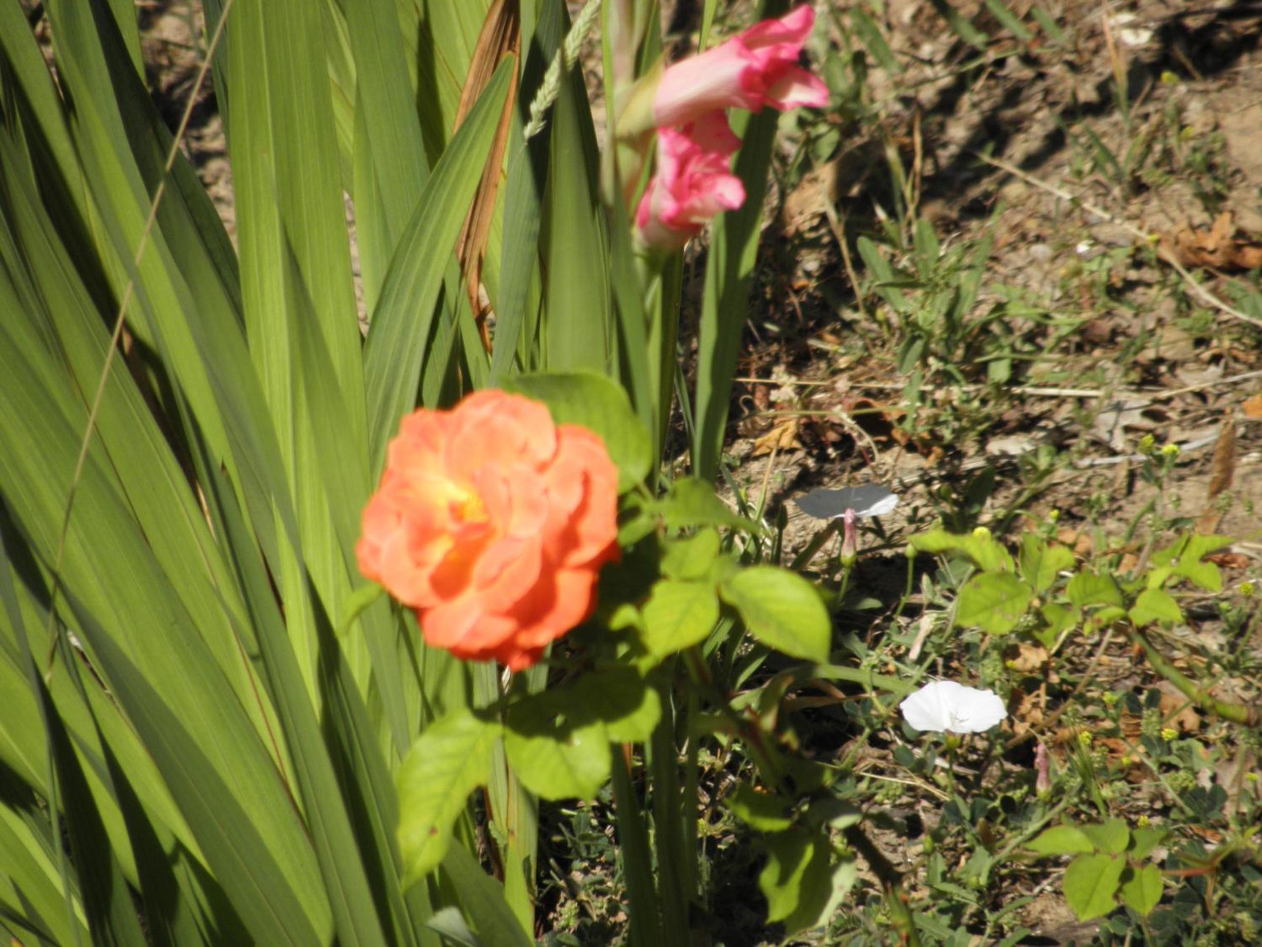 Photo 21