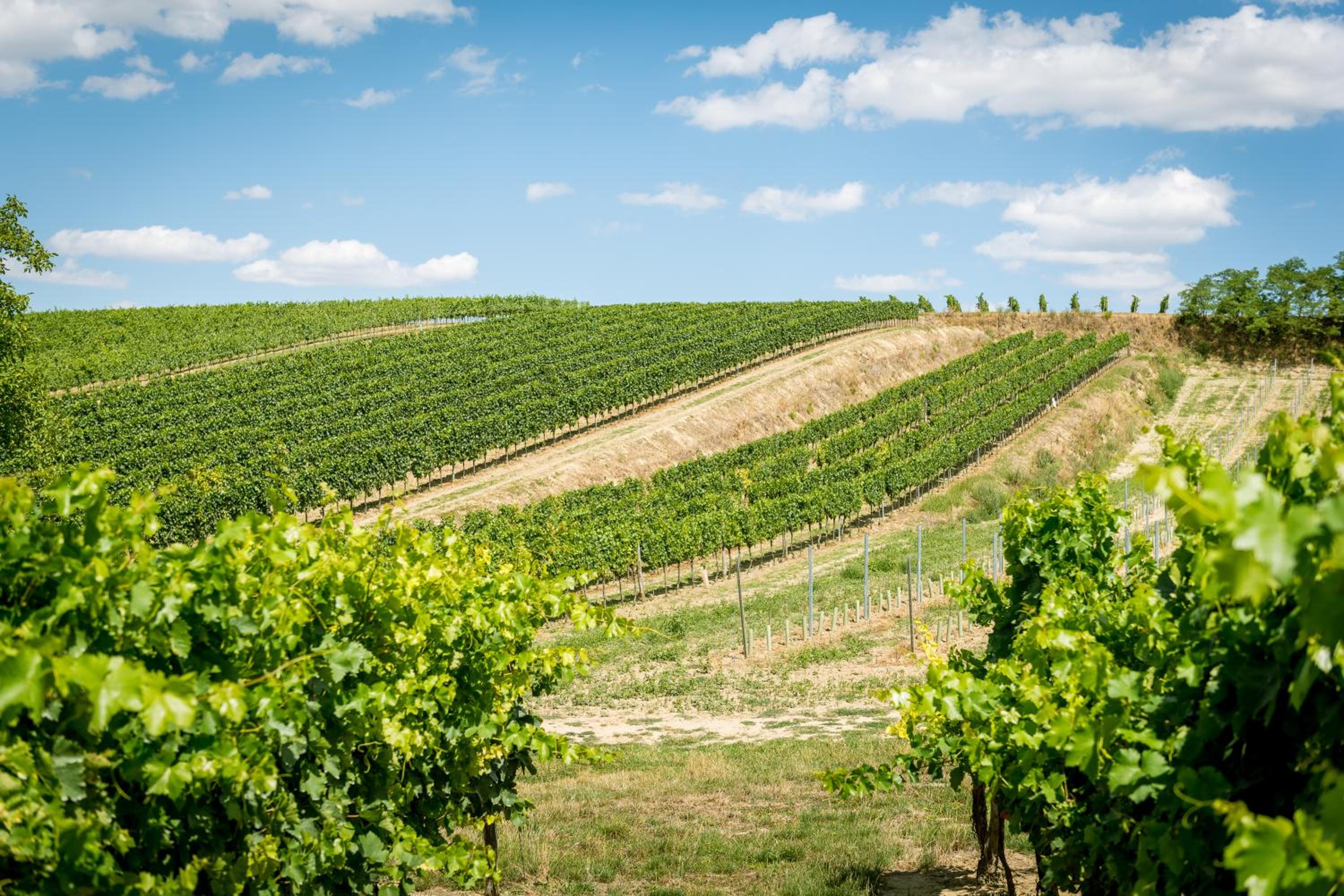 Weingut Burger