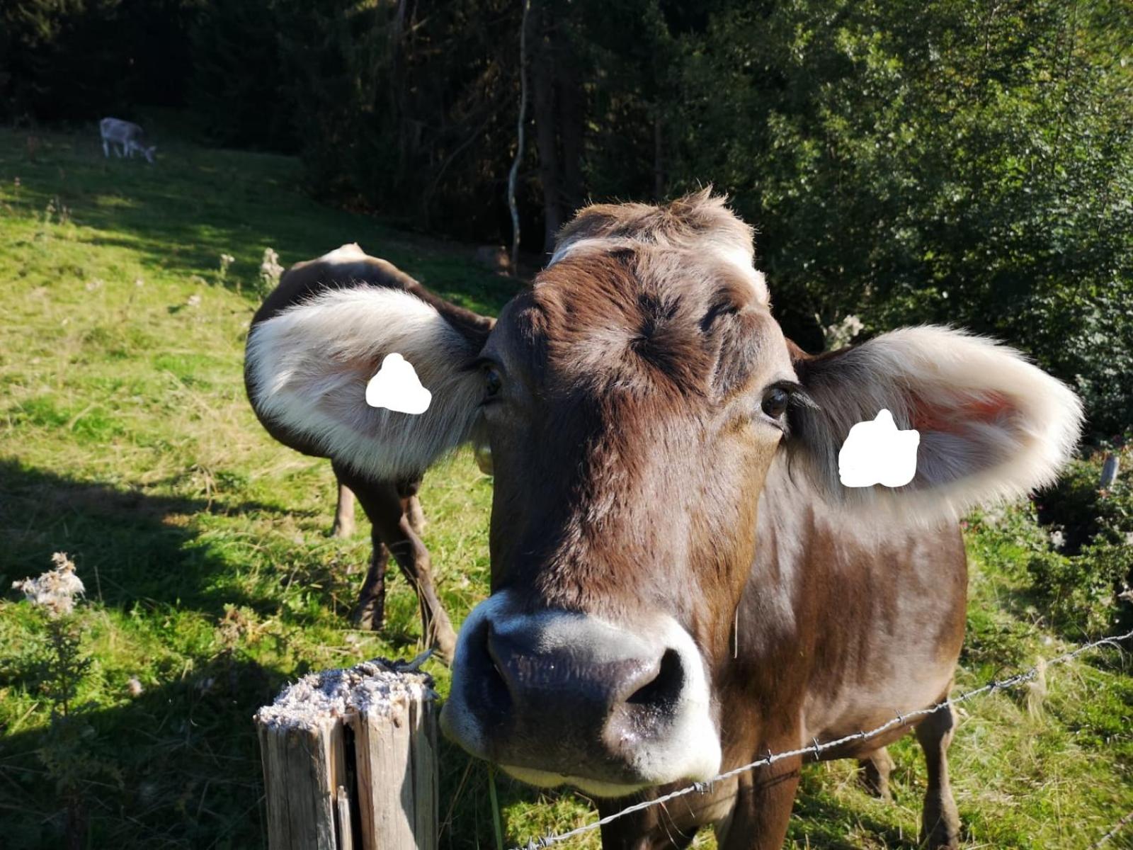 Ferienwohnung deine Auszeit im Allgäu