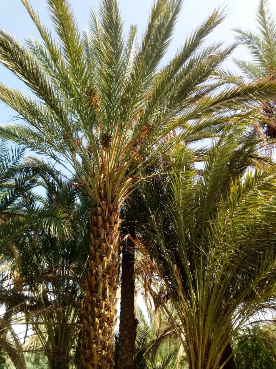 Le Chant Des Palmiers, photo 33