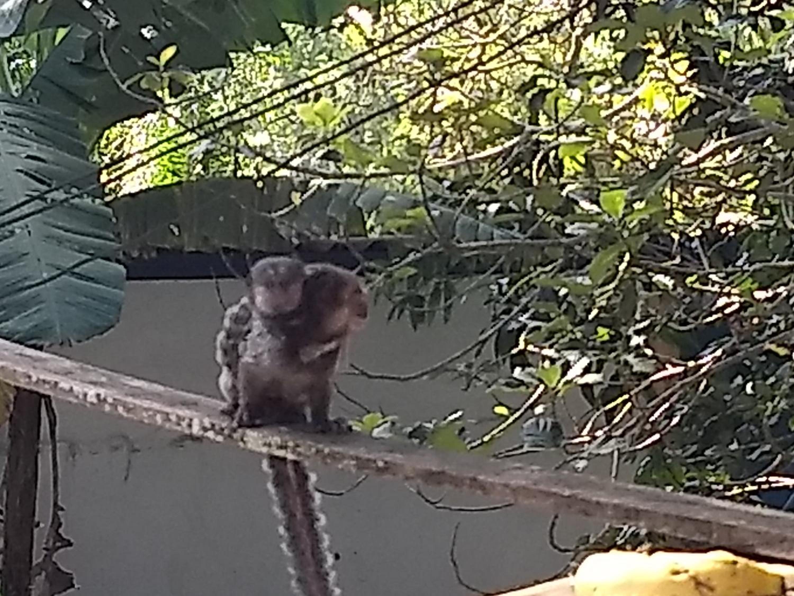 Hospedagem Chalé pousada Chácara Cantinho do Mozão