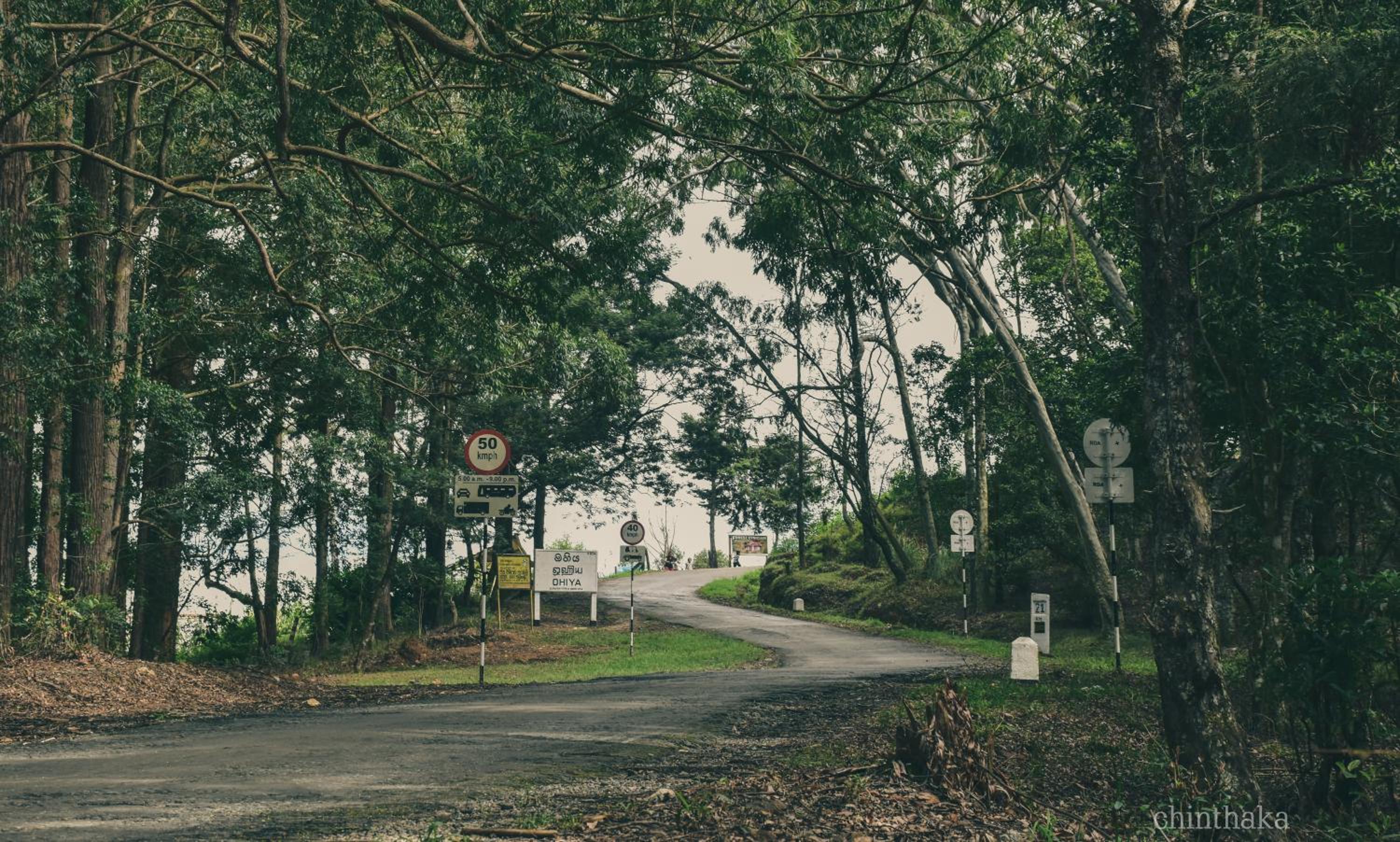 Forest Cyniciam Homestay